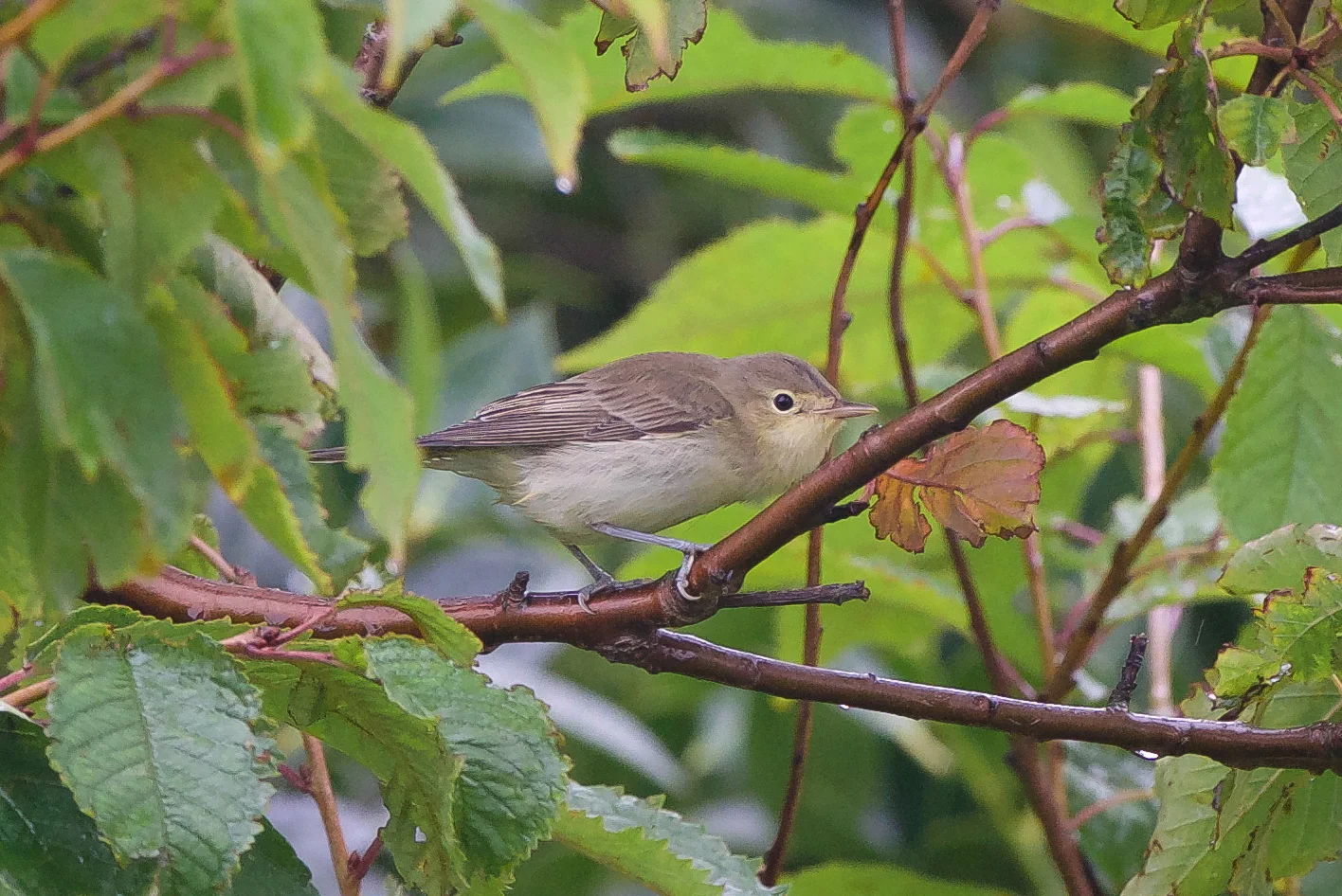 Icterine Warbler