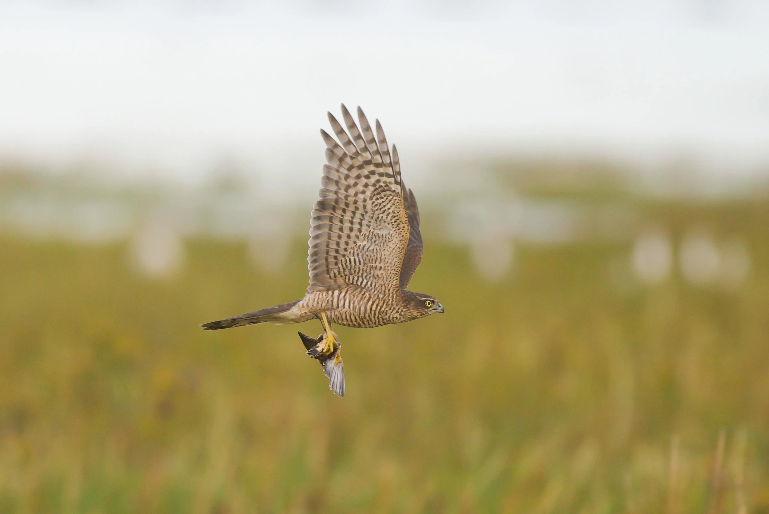 Sparrowhawk