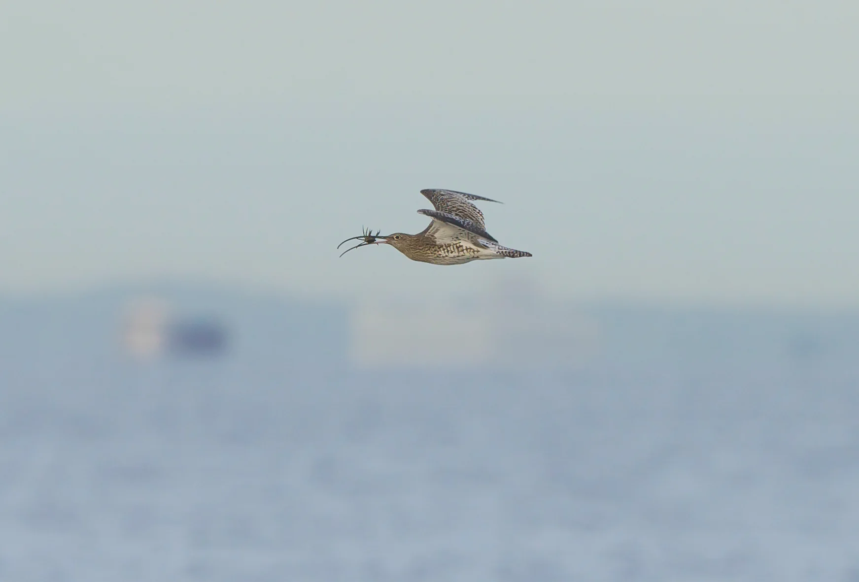 Curlew