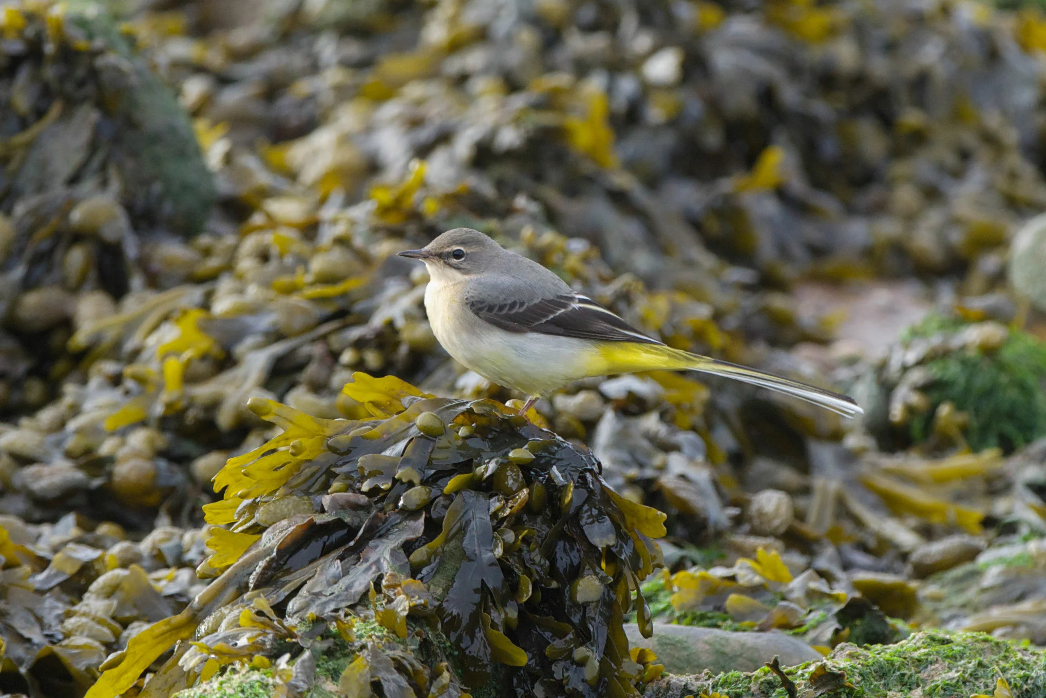 Grey Wagtail
