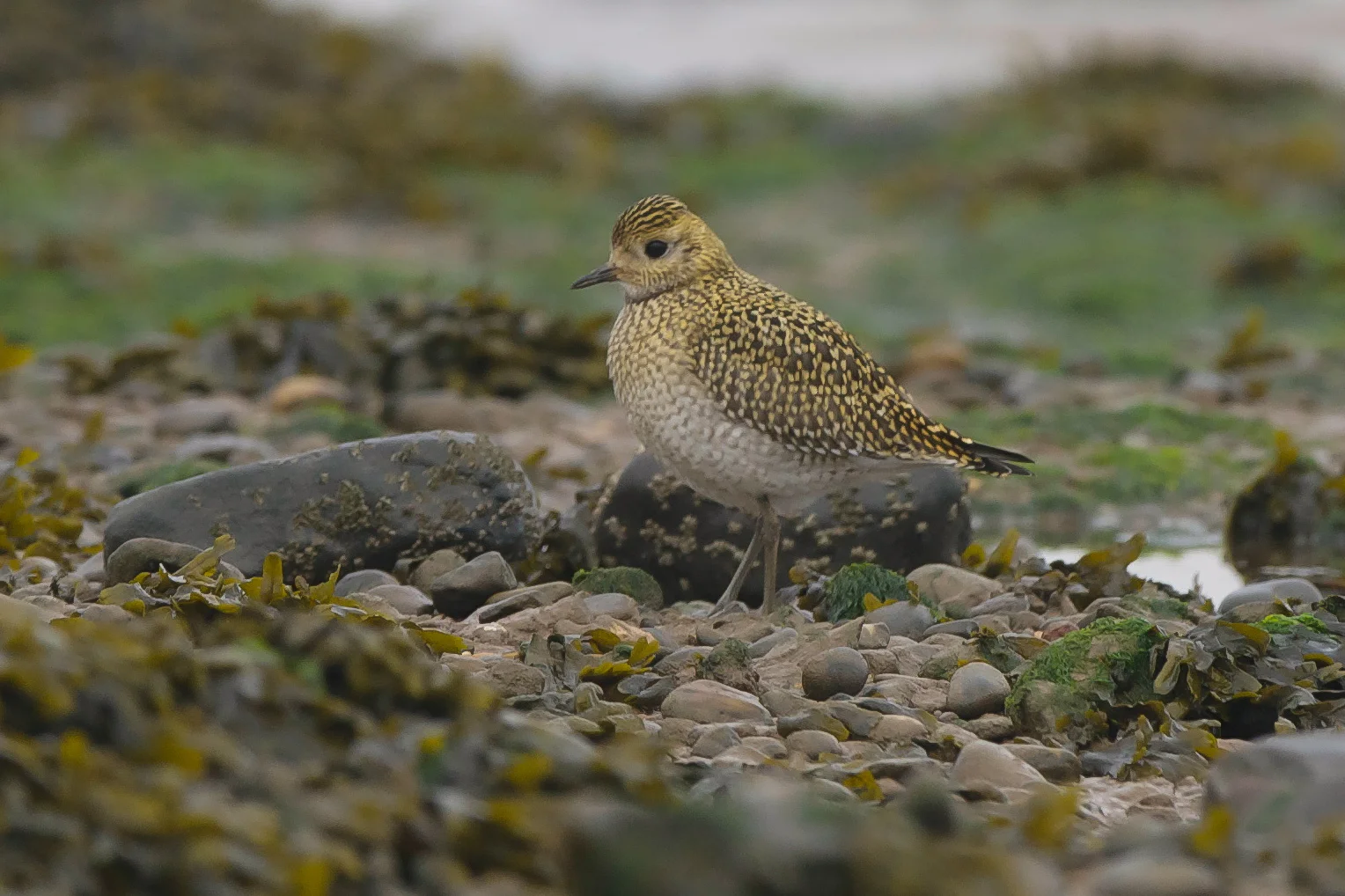 Golden Plover