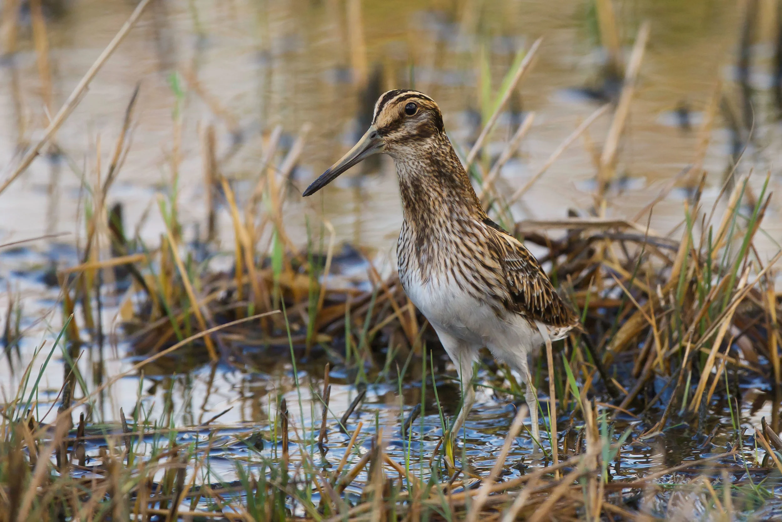 Jack Snipe