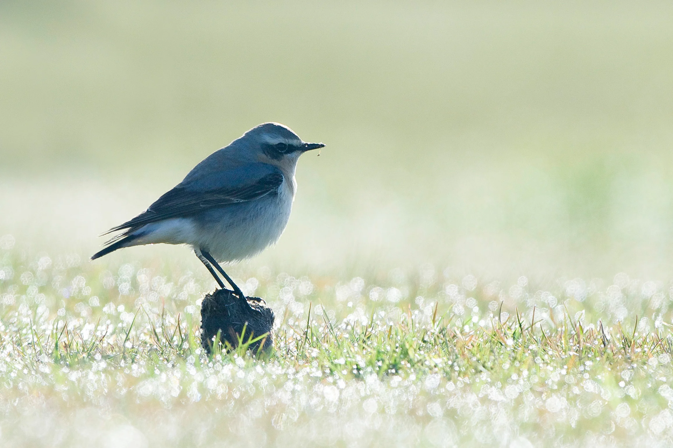 Wheatear