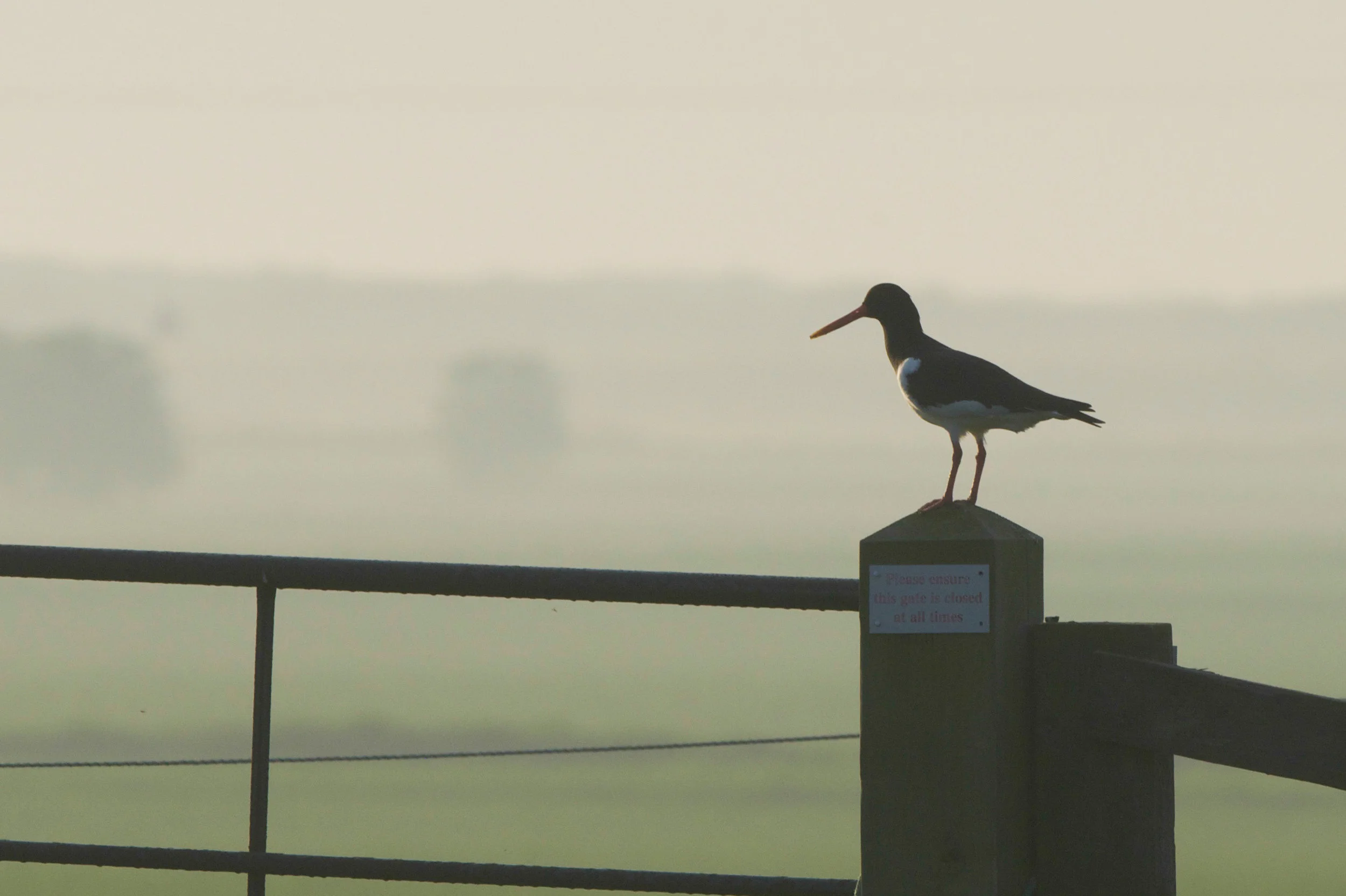 Oystercatcher
