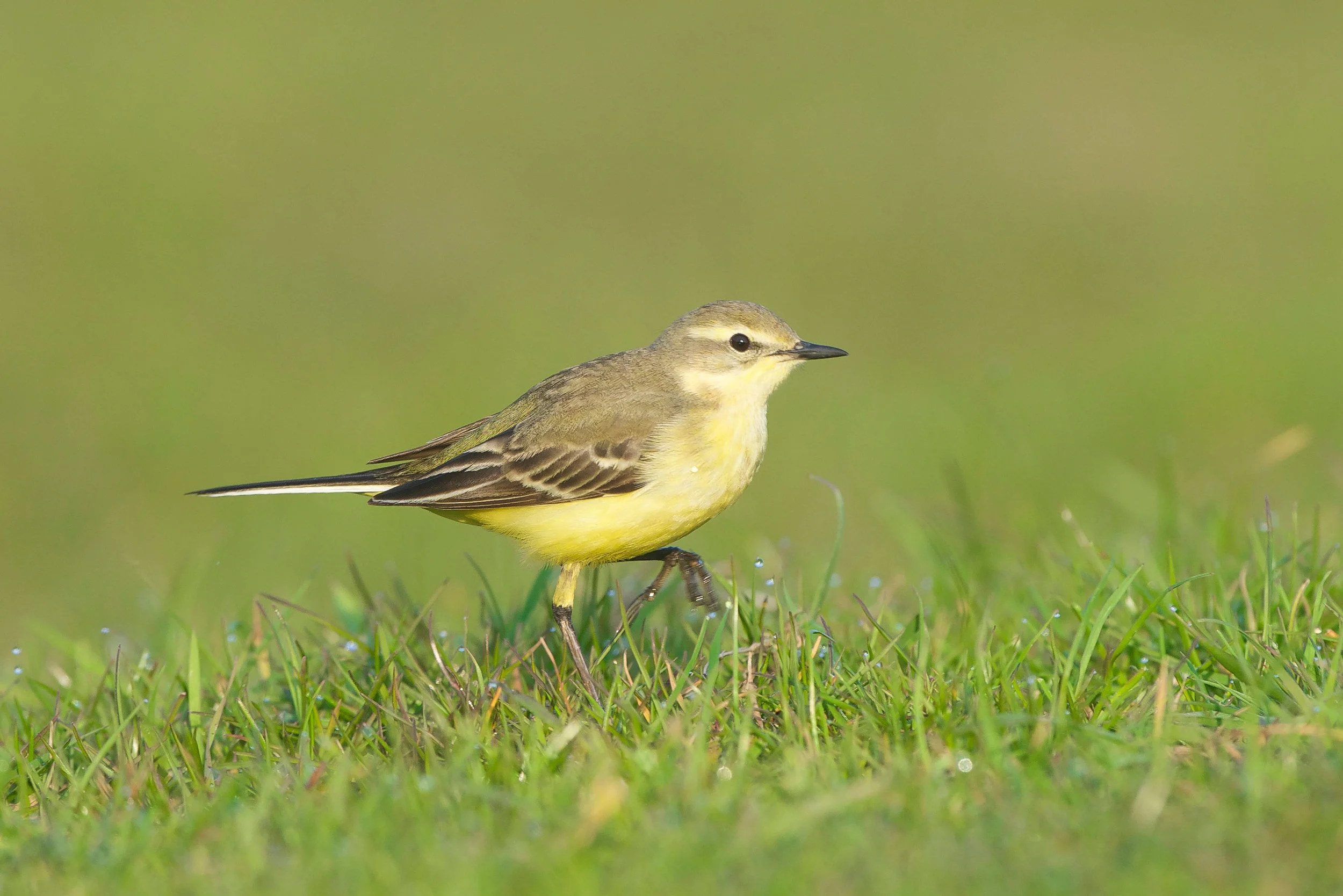 Yellow Wagtail