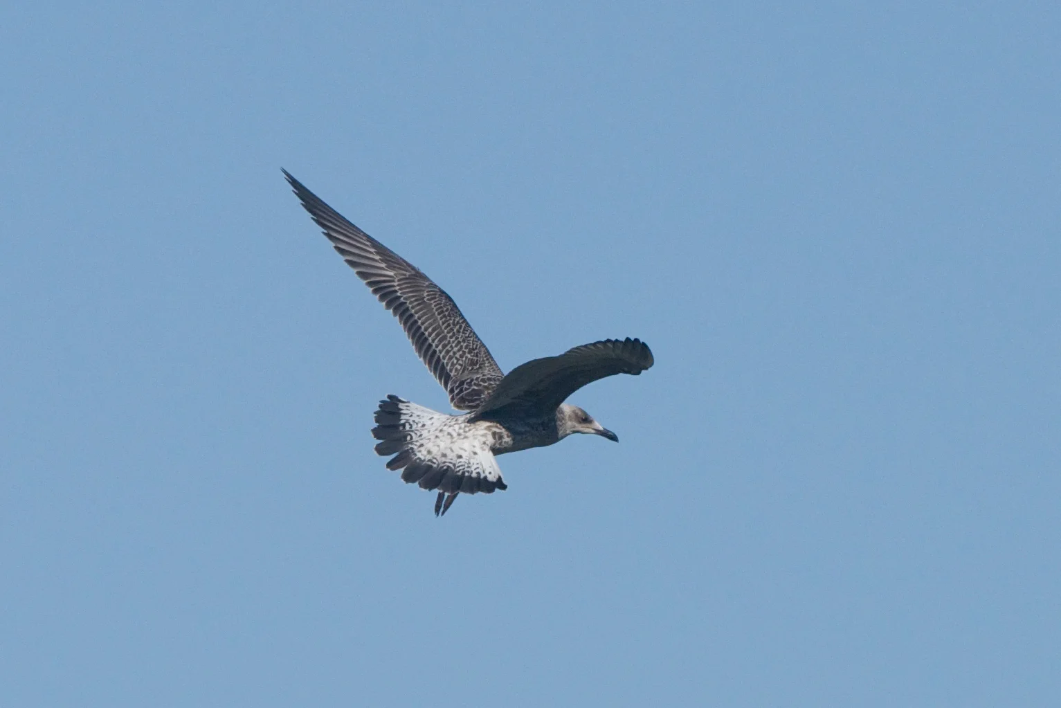 Yellow-Legged Gull