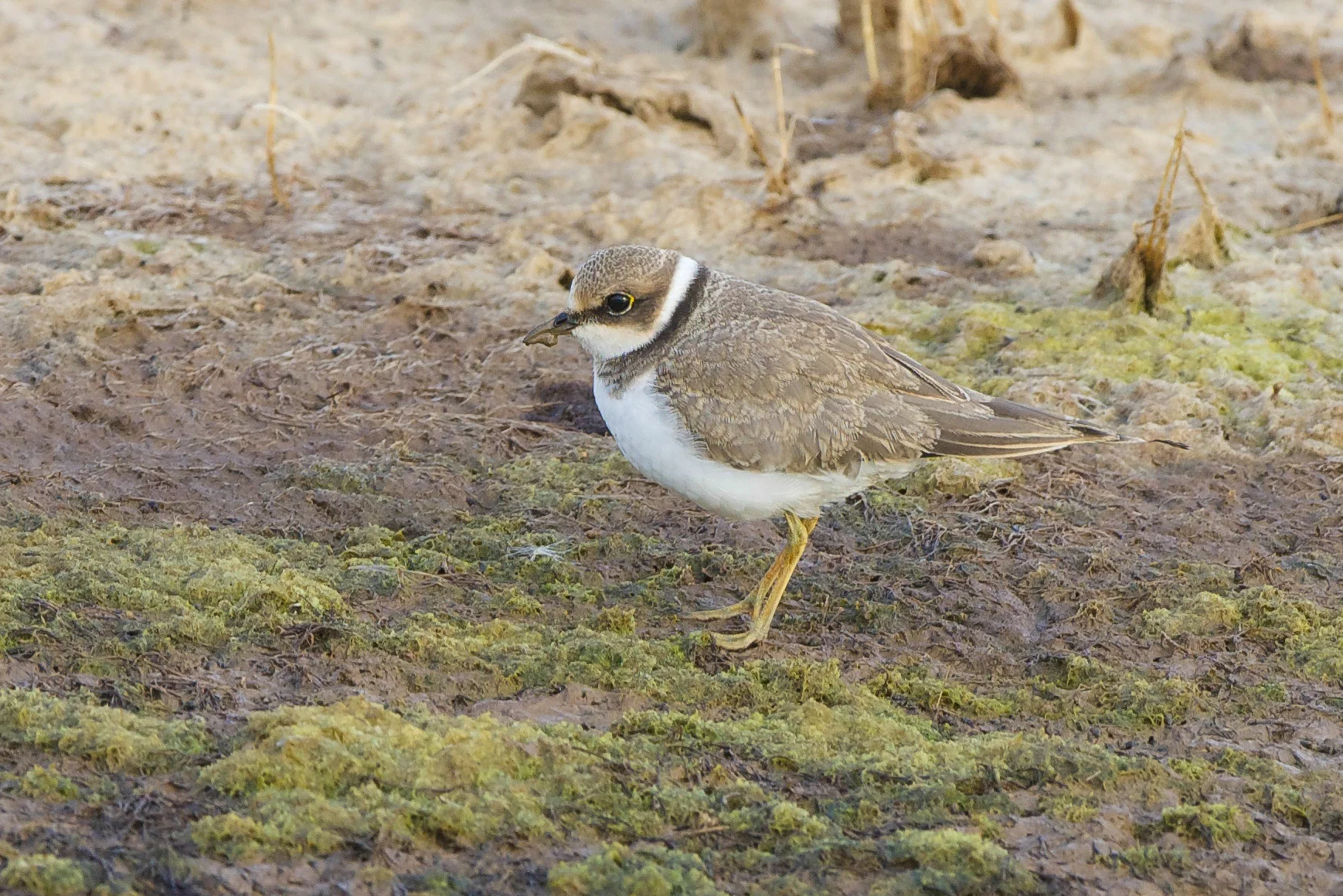 Little-Ringed Plover