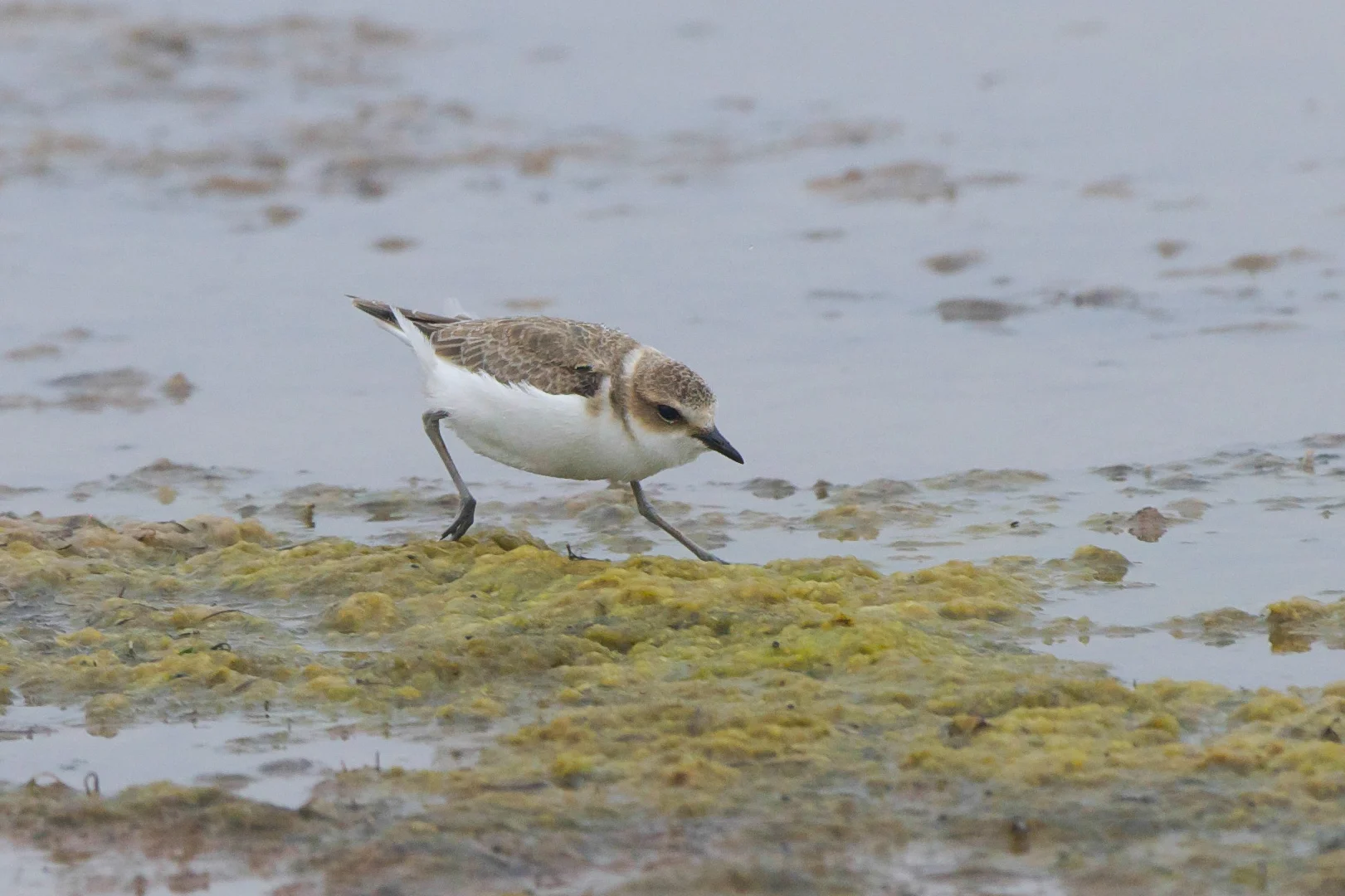 Kentish Plover