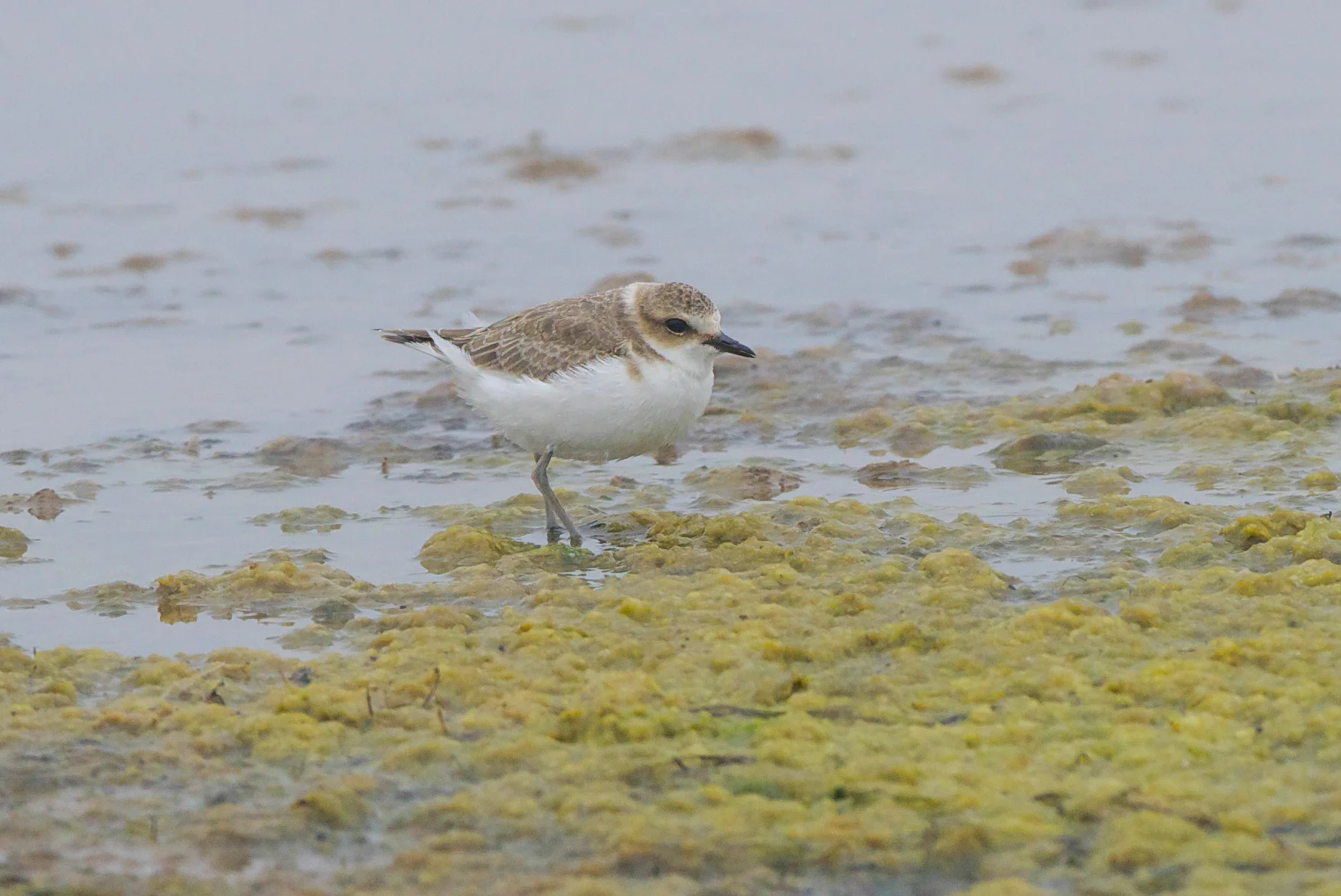 Kentish Plover