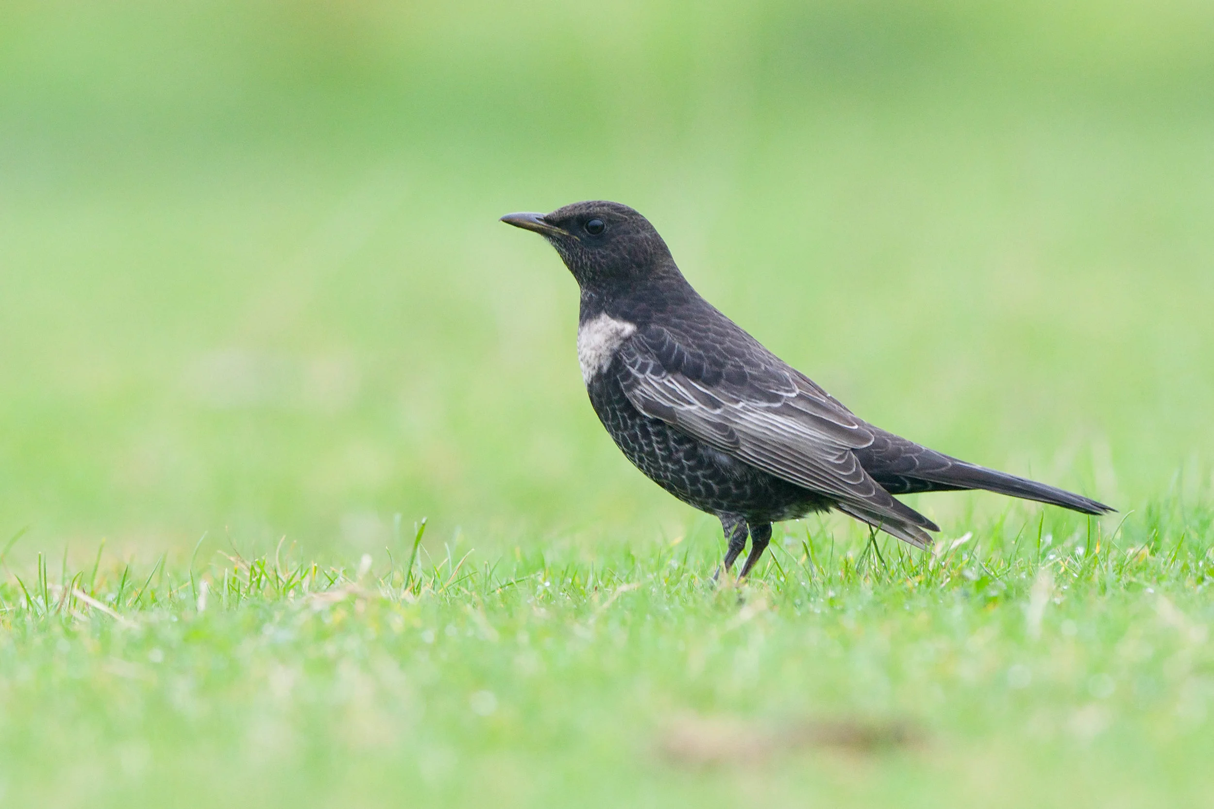 Ring Ouzel