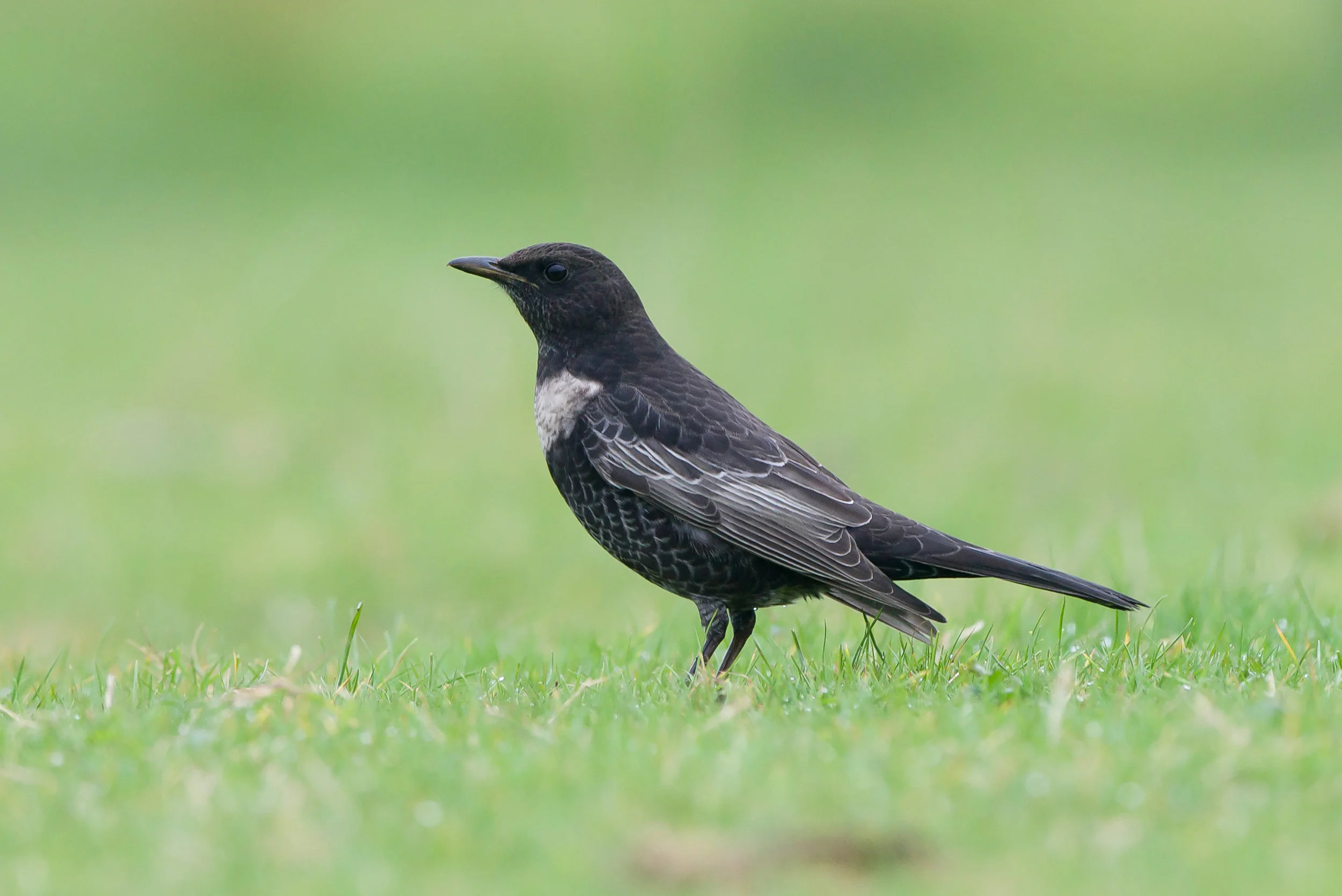Ring Ouzel