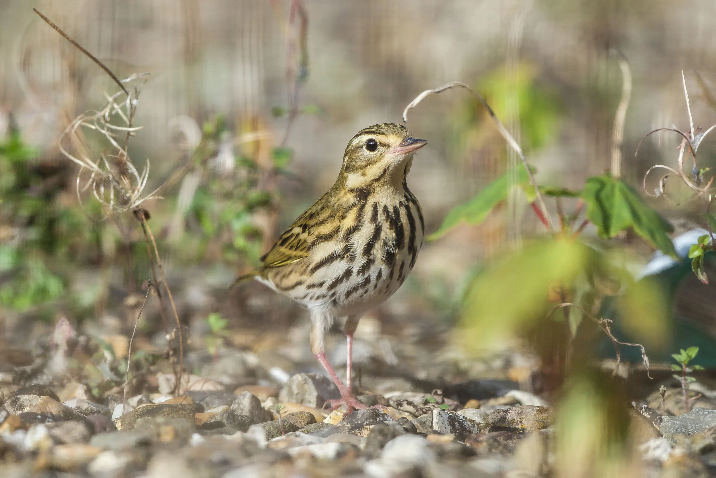 Olive-Backed Pipit