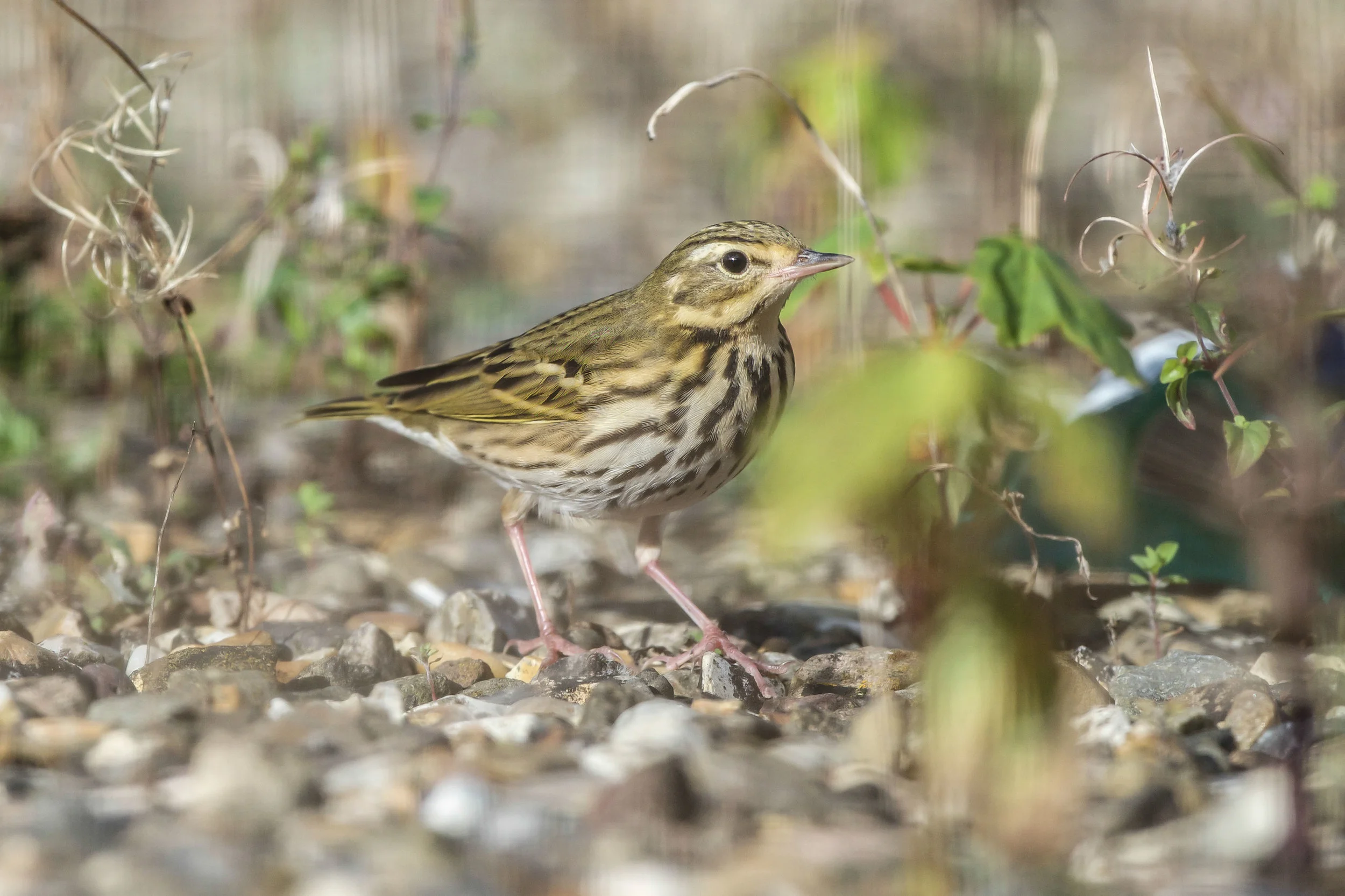 Olive-Backed Pipit