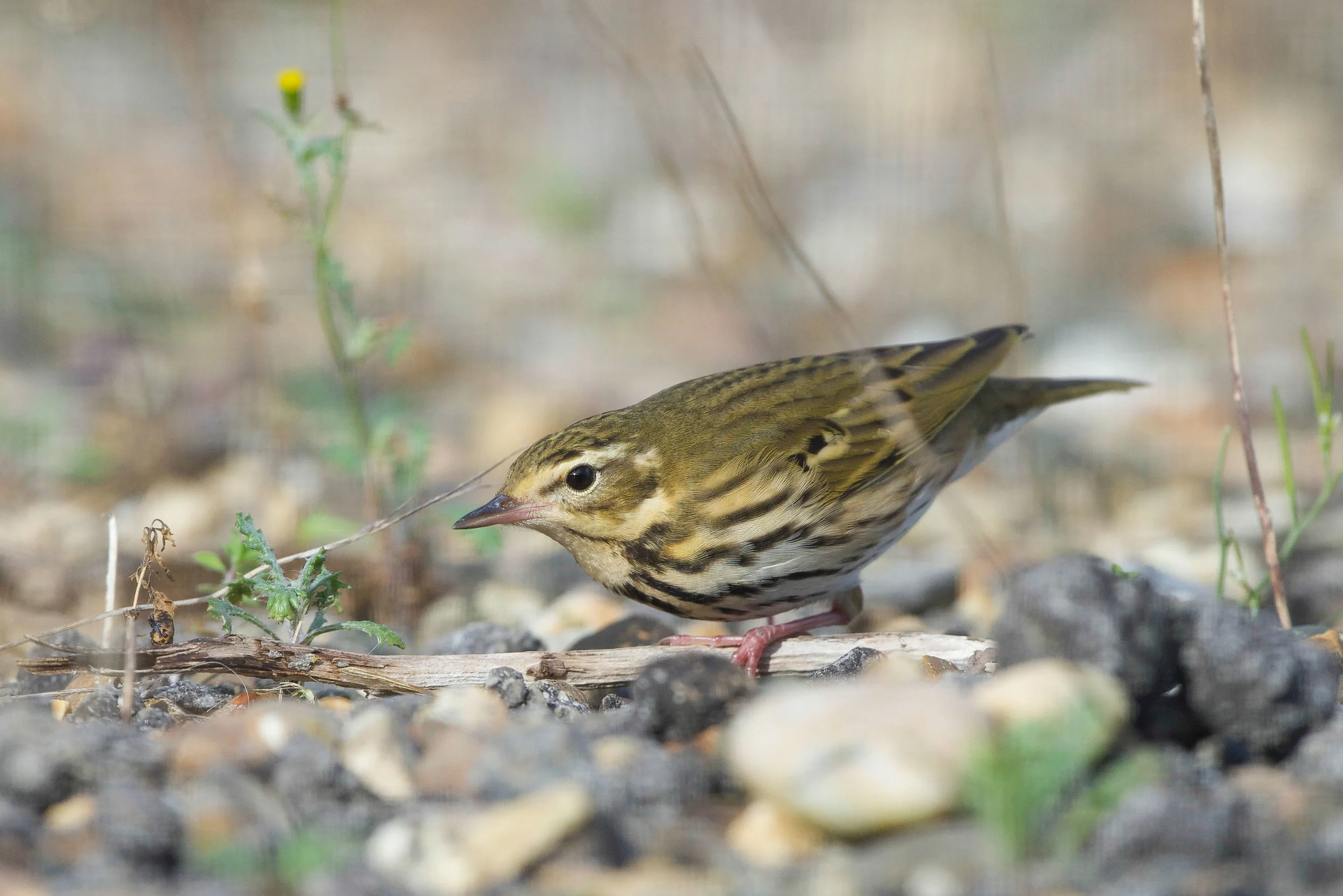 Olive-Backed Pipit