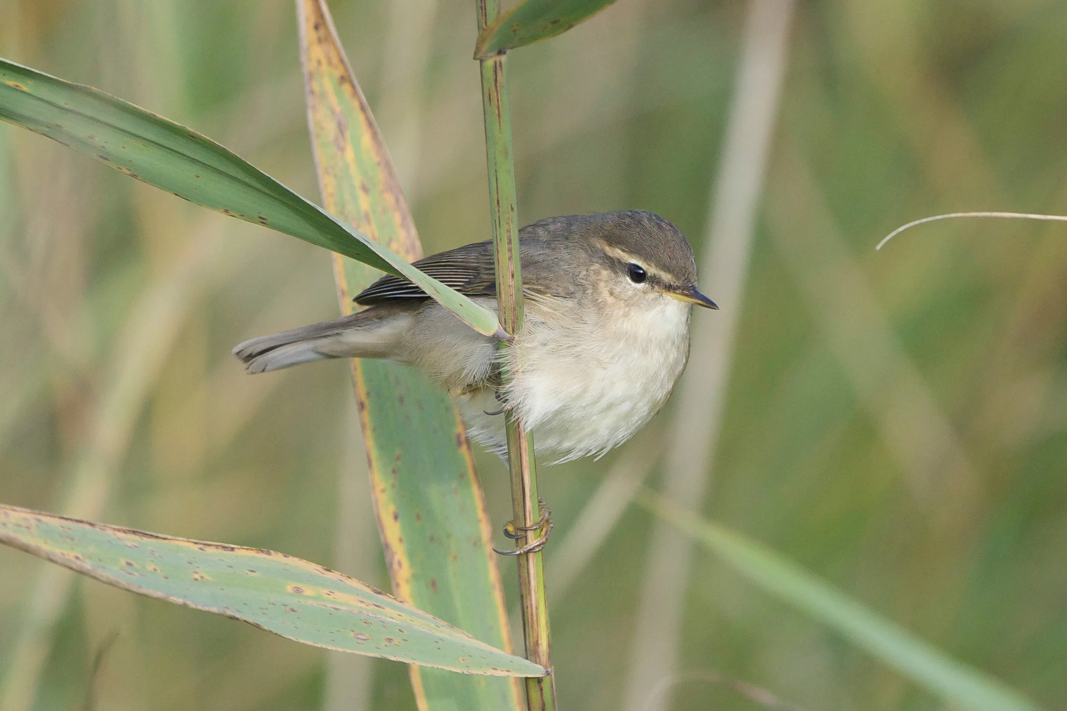 Dusky Warbler