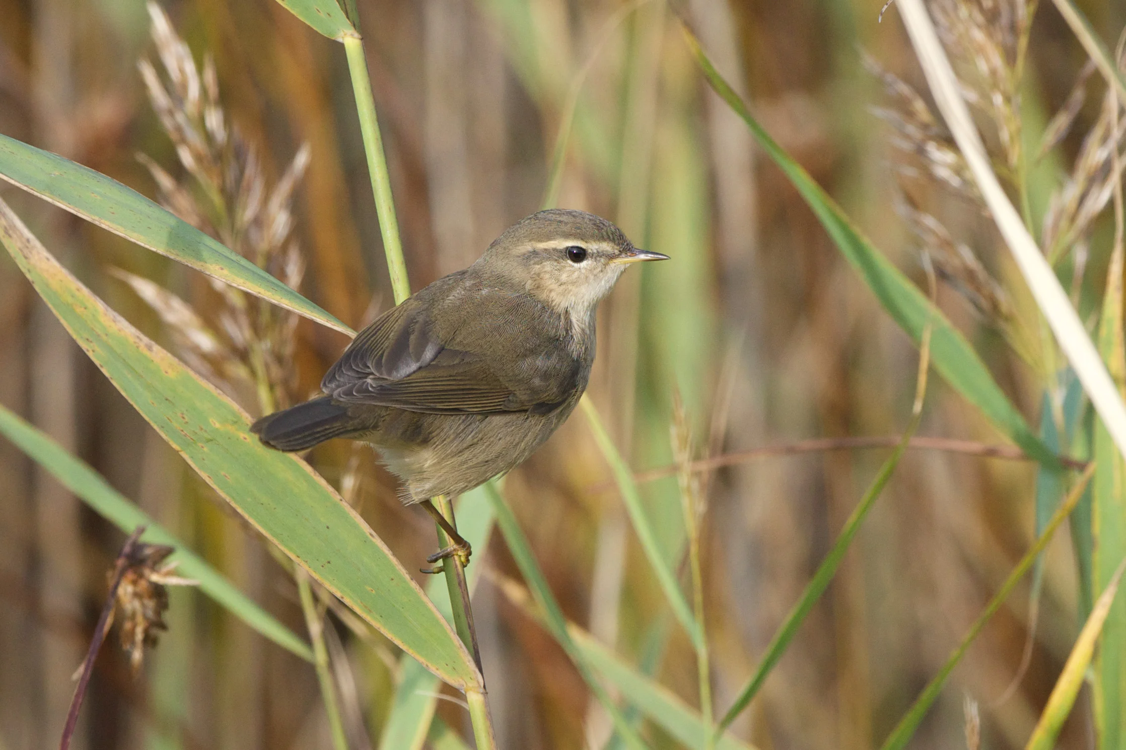 Dusky Warbler