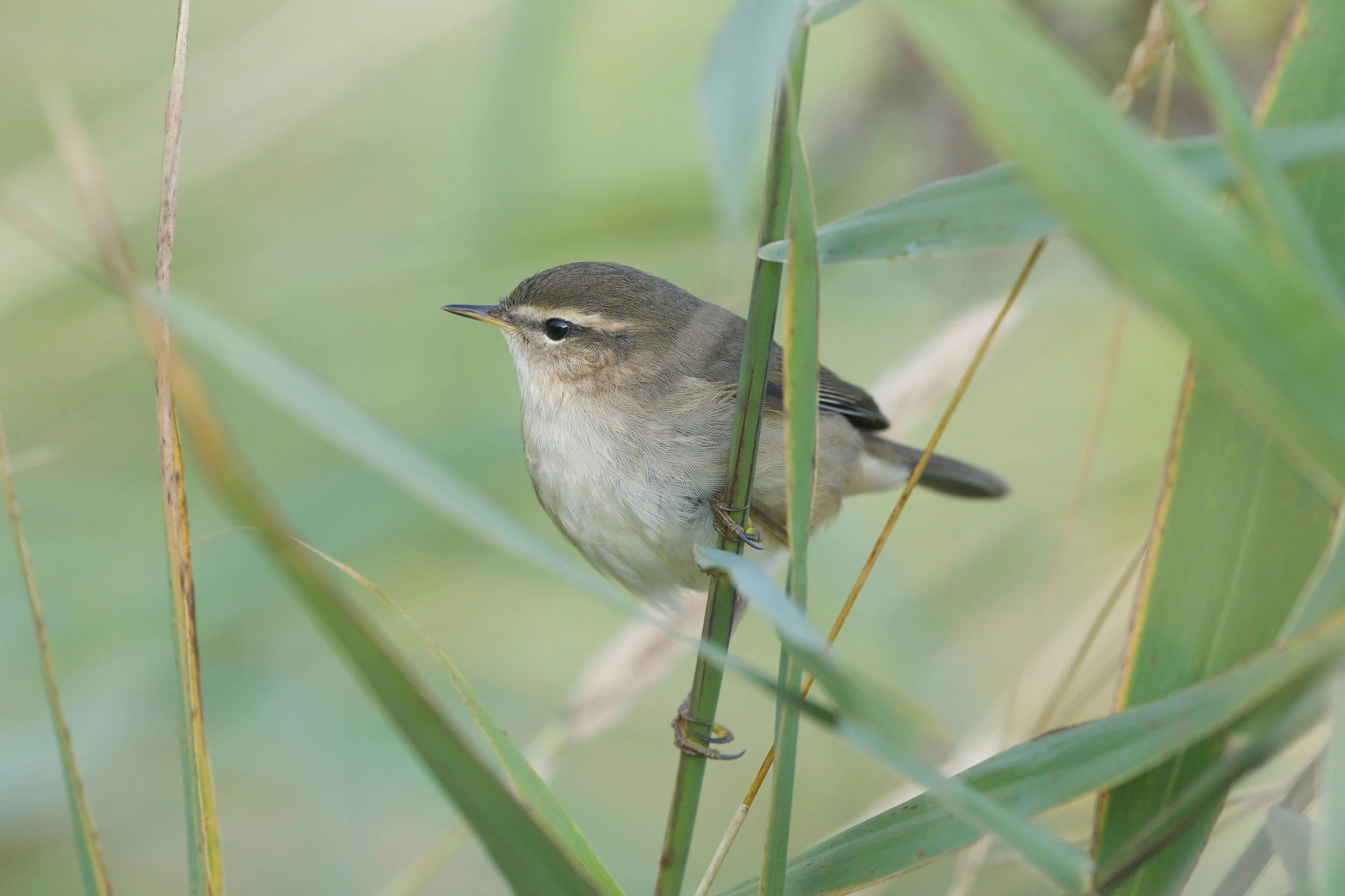 Dusky Warbler