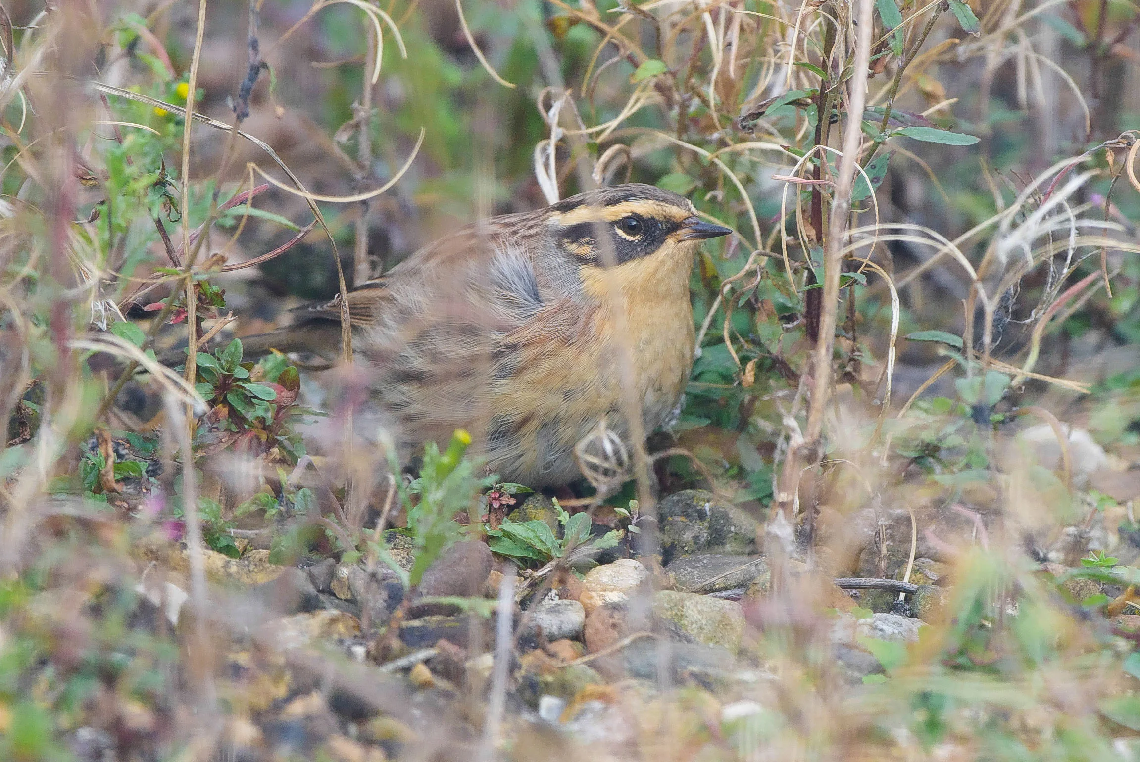 Siberian Accentor