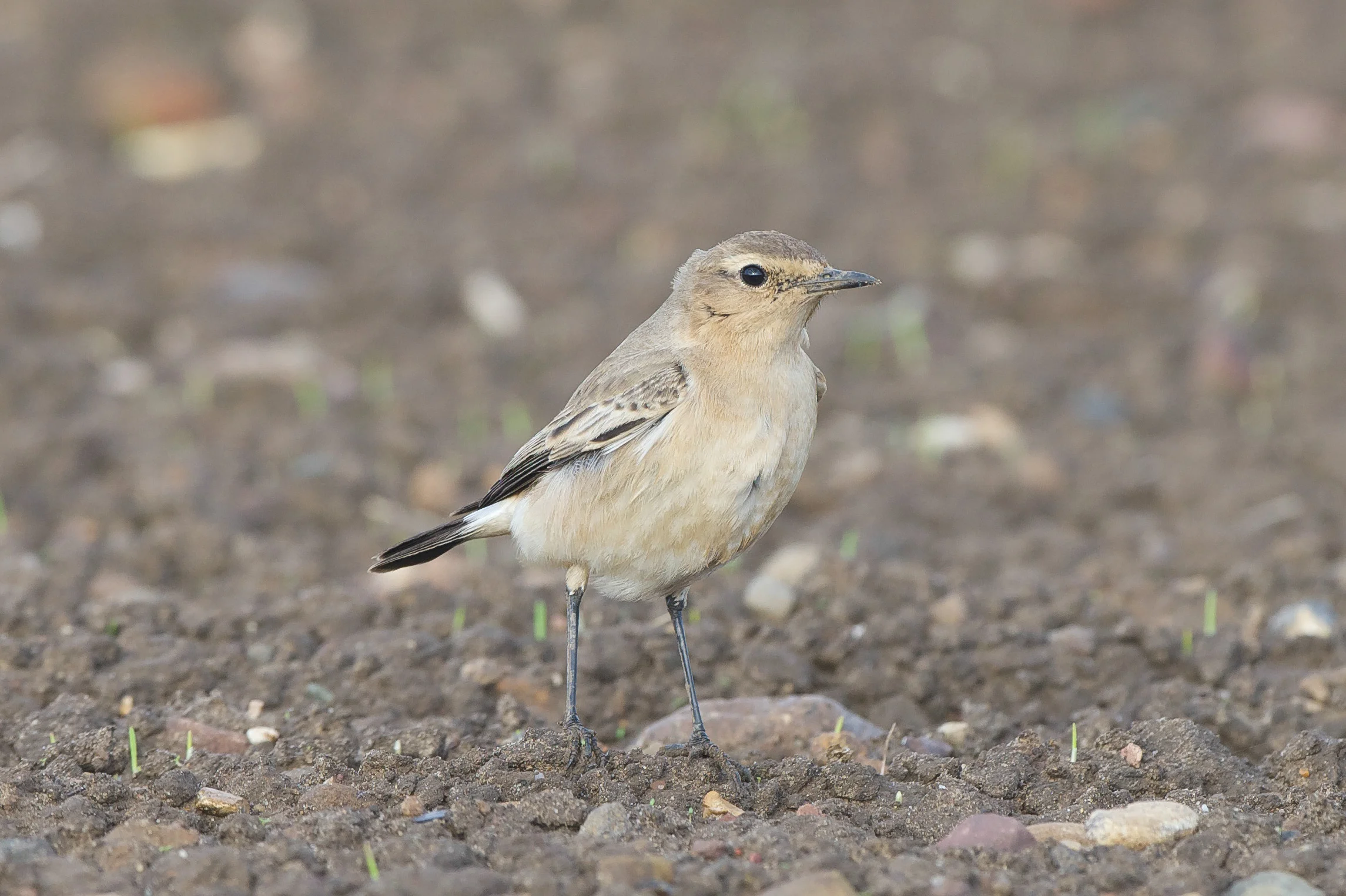 Isabelline Wheatear