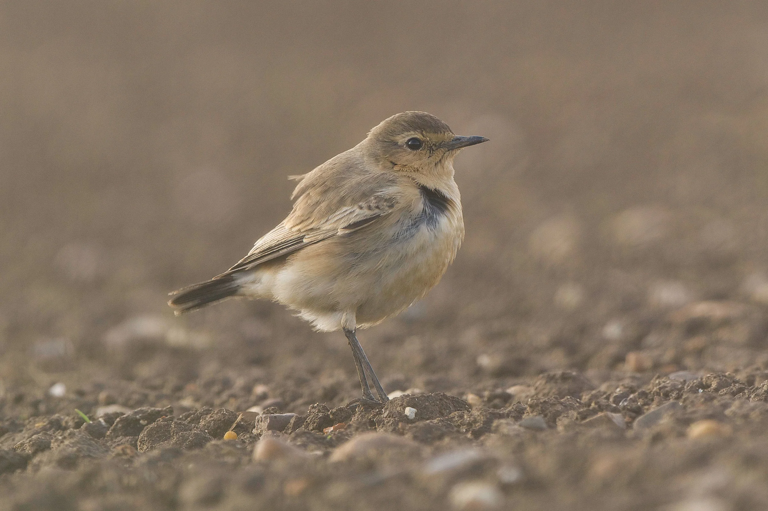 Isabelline Wheatear