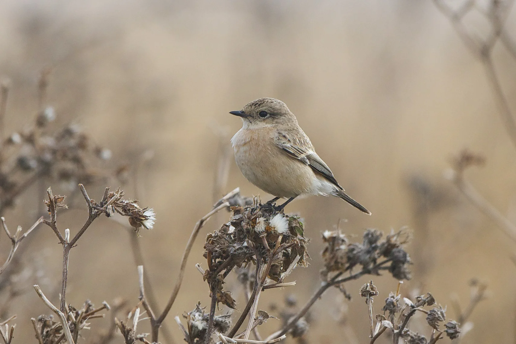 Siberian Stonechat