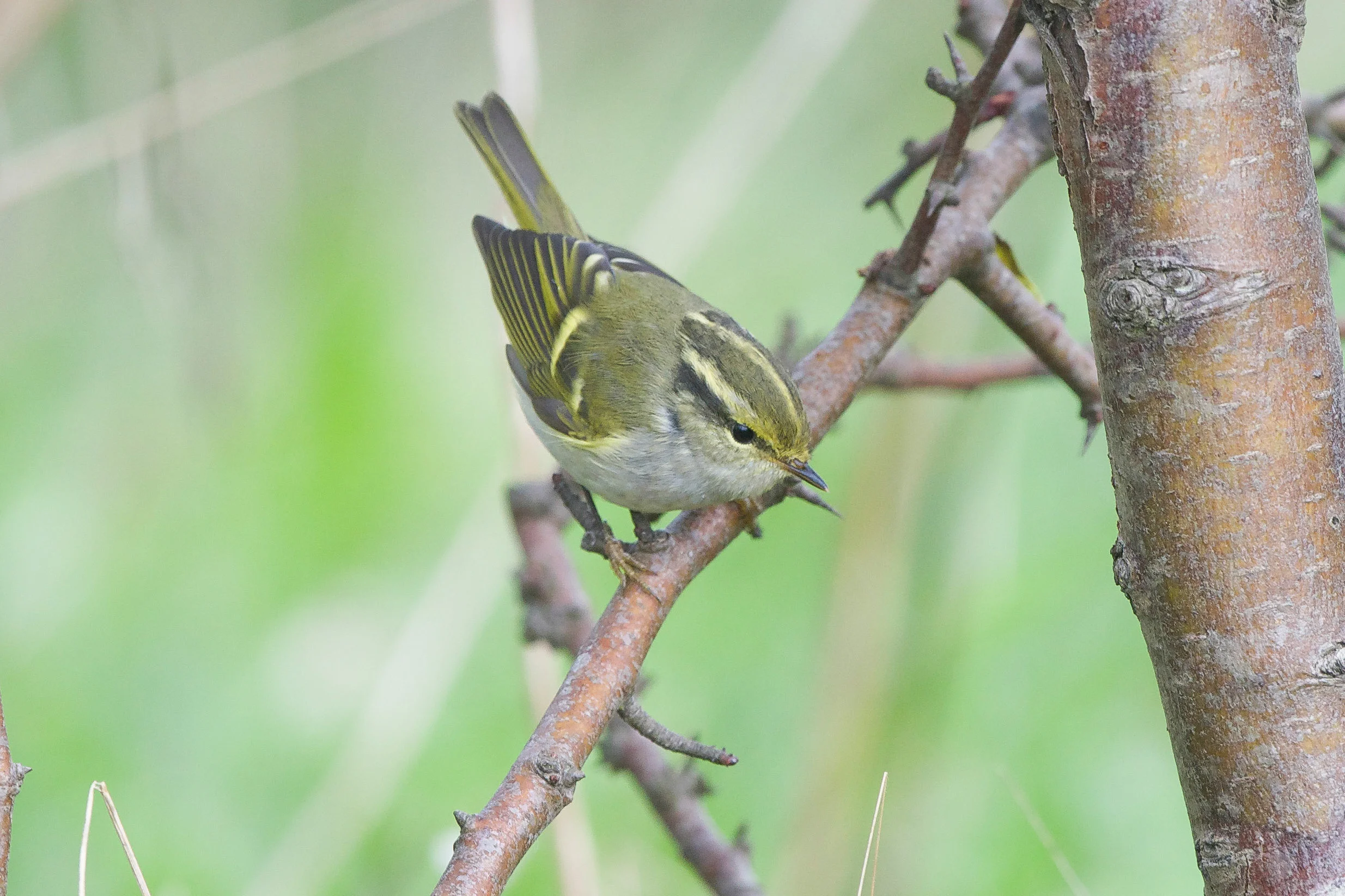 Pallas's Warbler