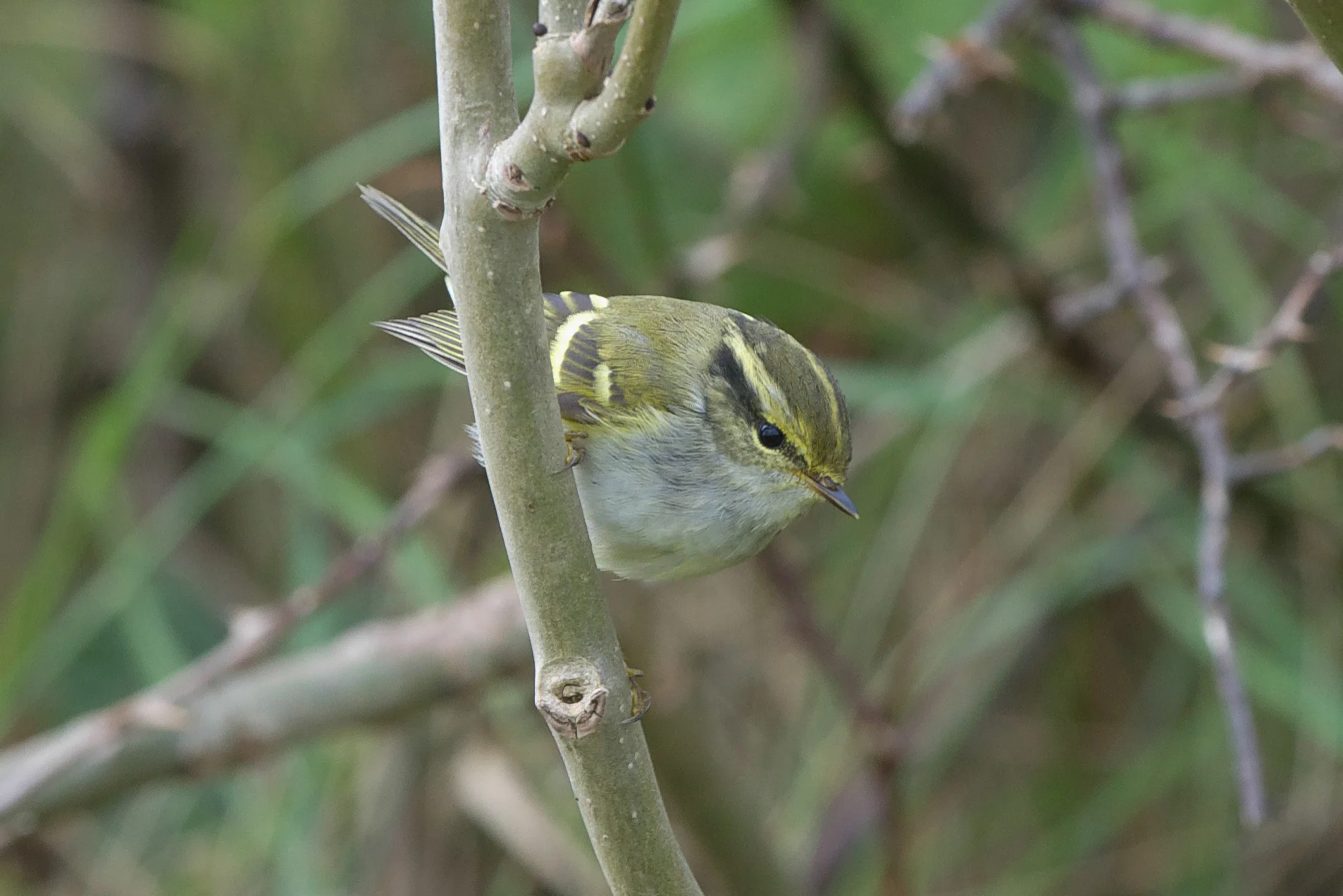 Pallas's Warbler