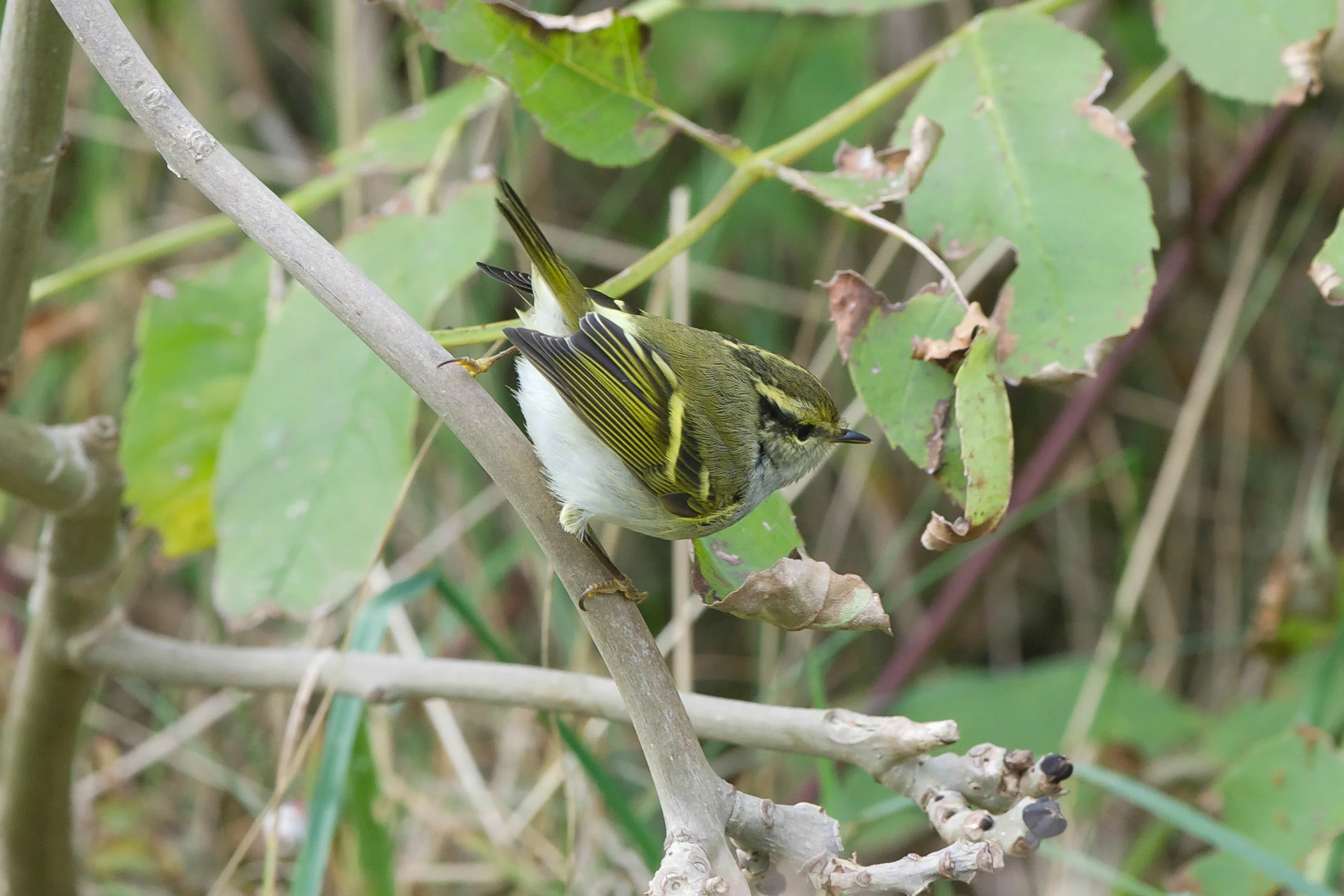 Pallas's Warbler