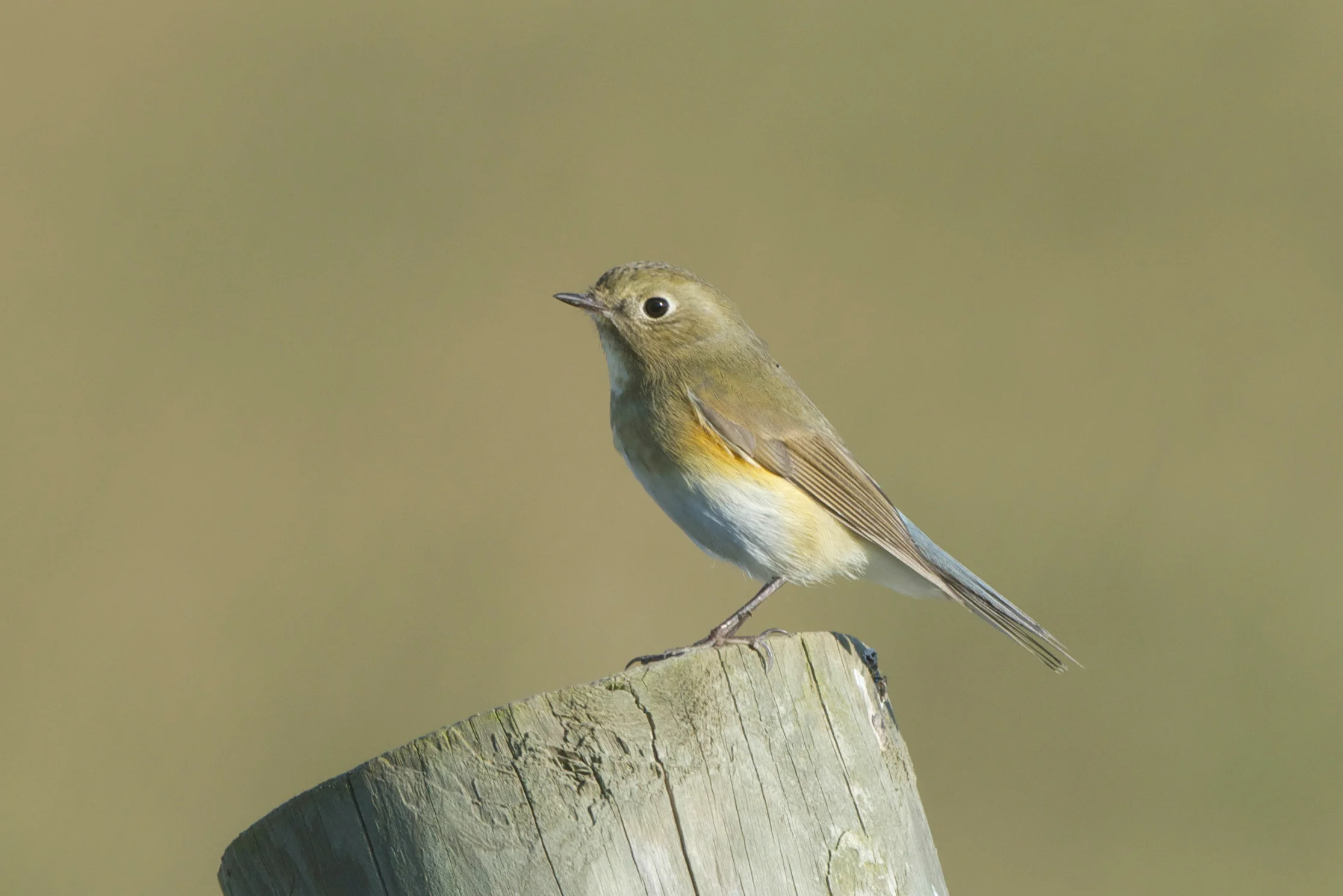 Red-Flanked Bluetail
