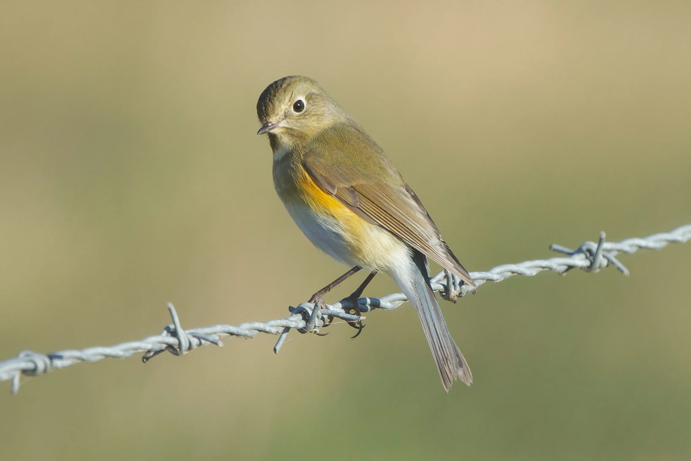 Red-Flanked Bluetail