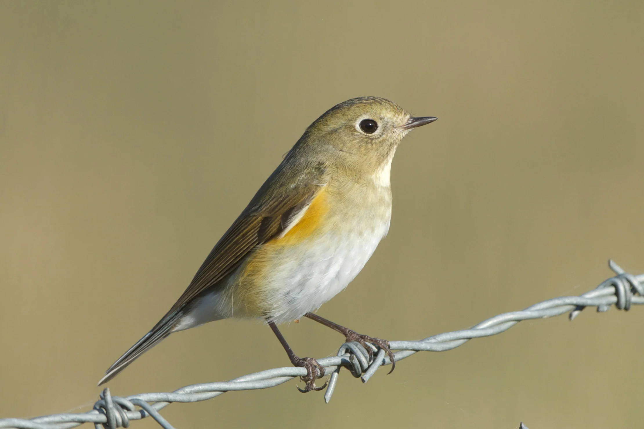 Red-Flanked Bluetail