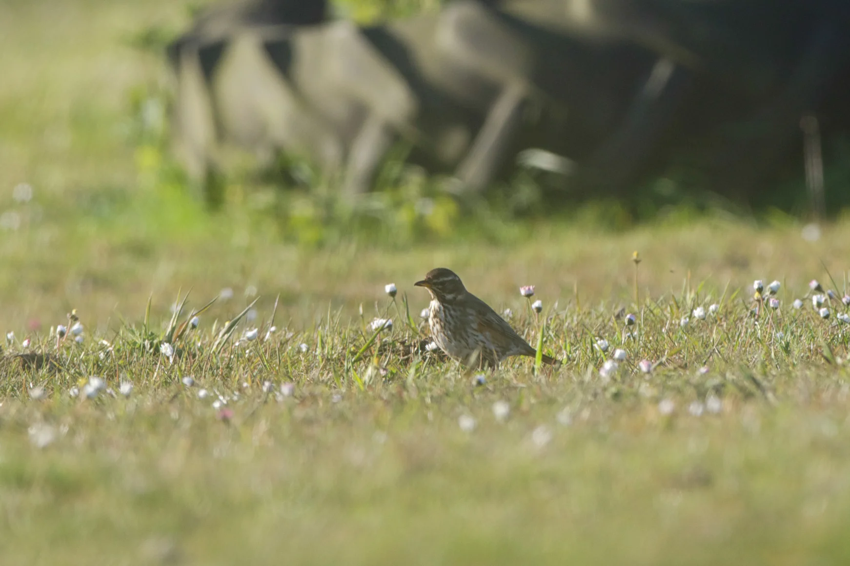 Redwing