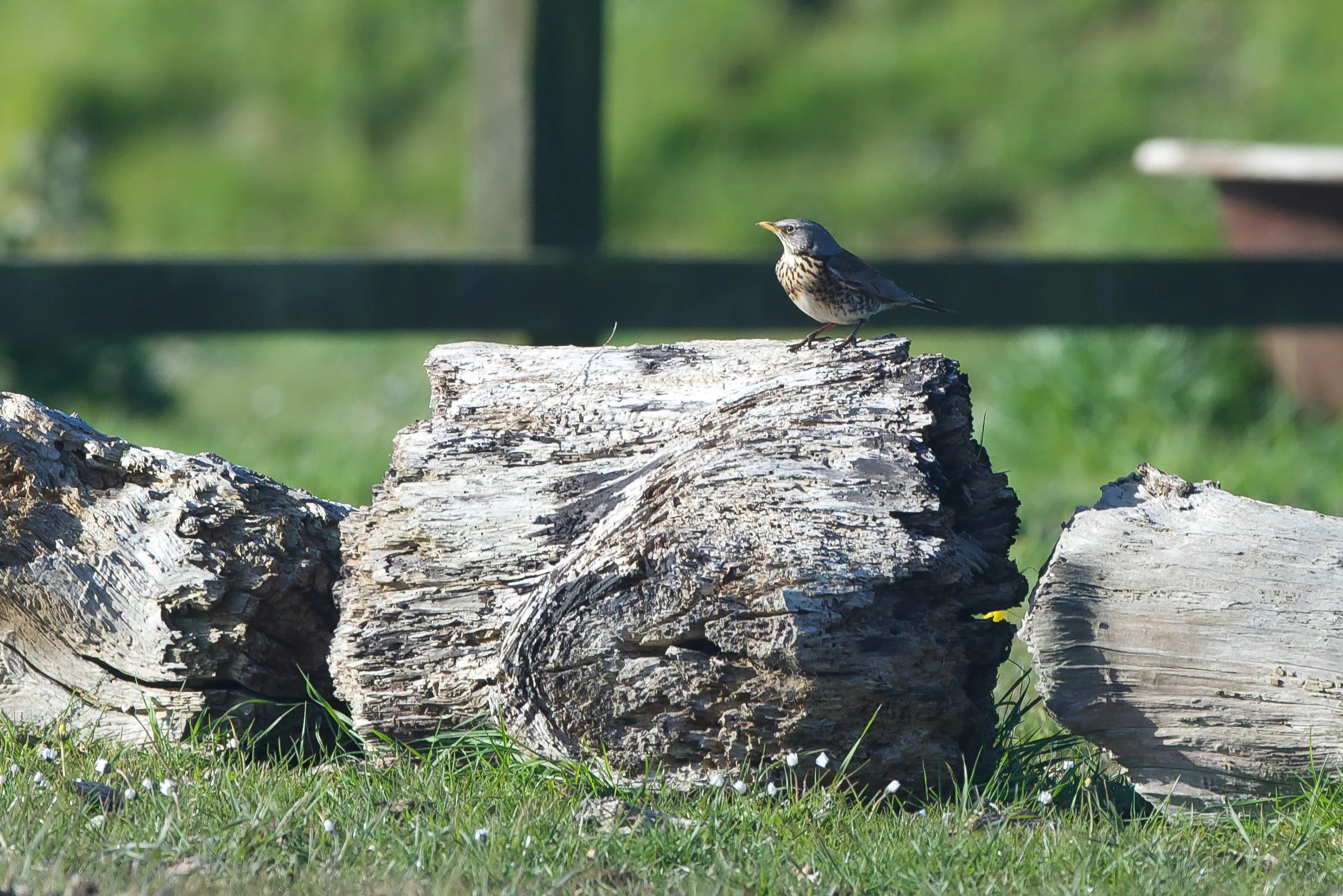 Fieldfare