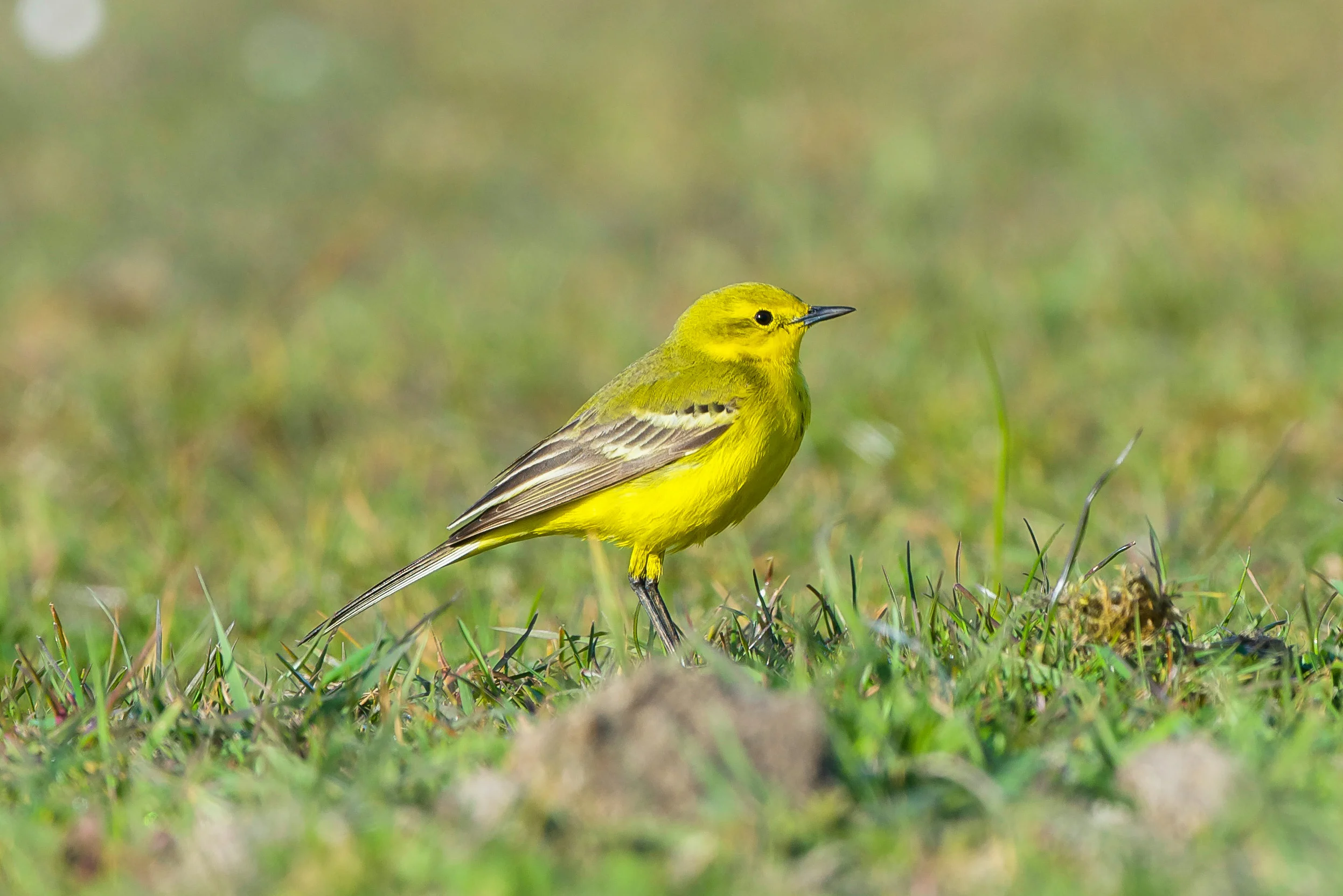 Yellow Wagtail