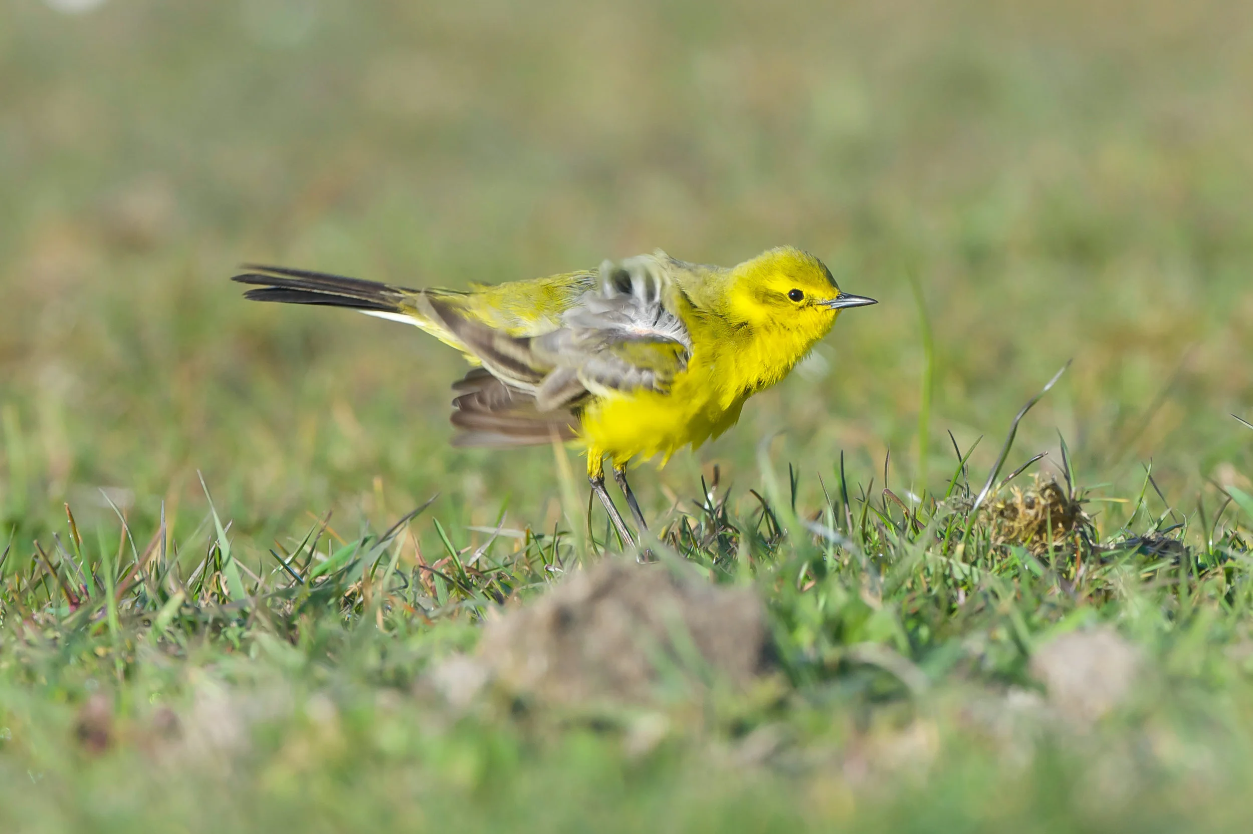 Yellow Wagtail