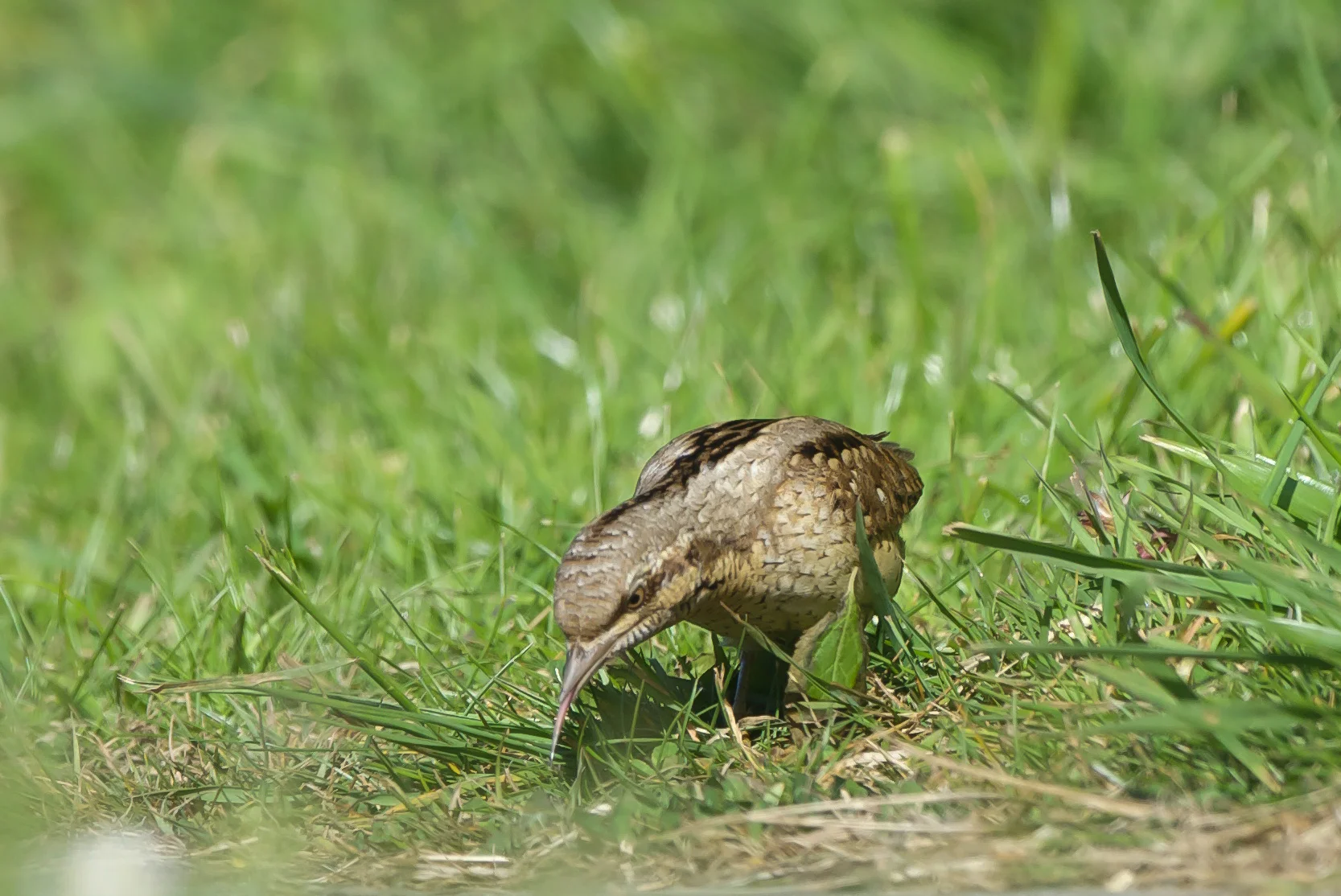 Wryneck