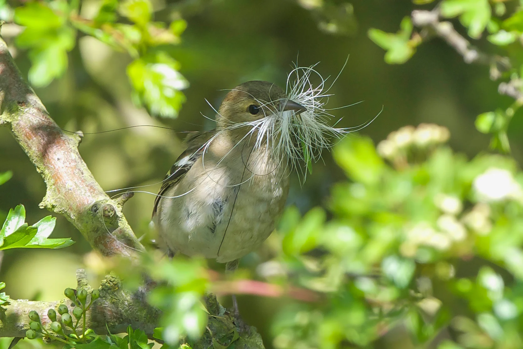 Chaffinch with nesting material