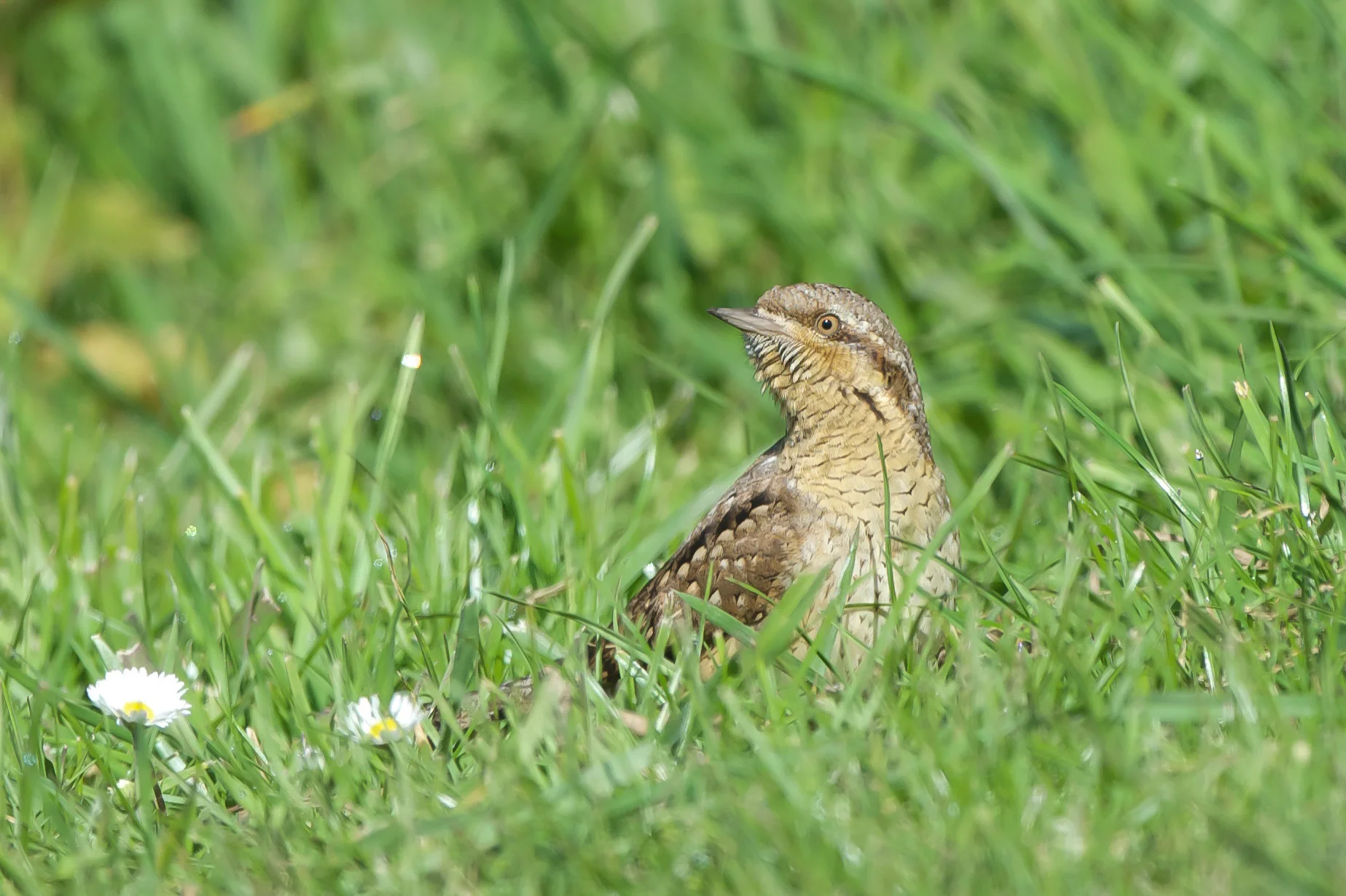 Wryneck