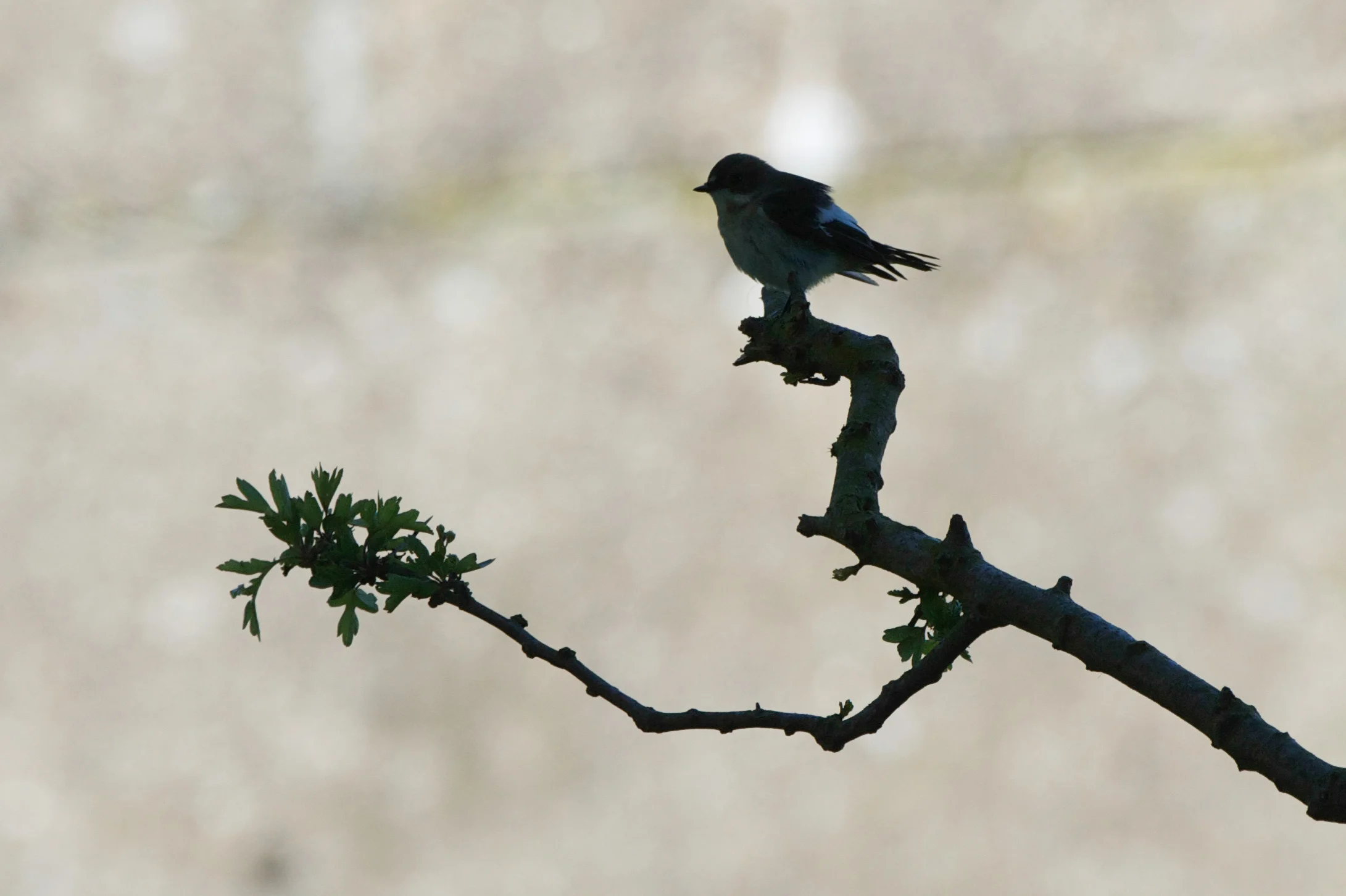 Pied Flycatcher