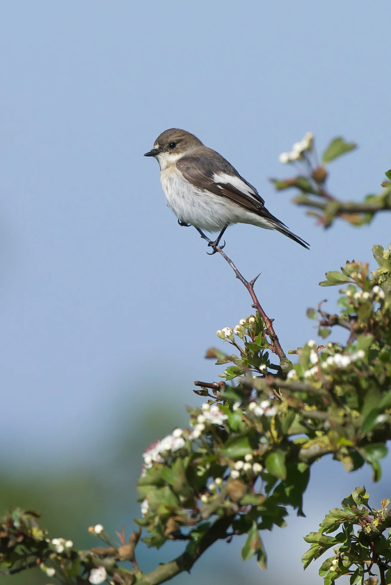 Pied Flycatcher