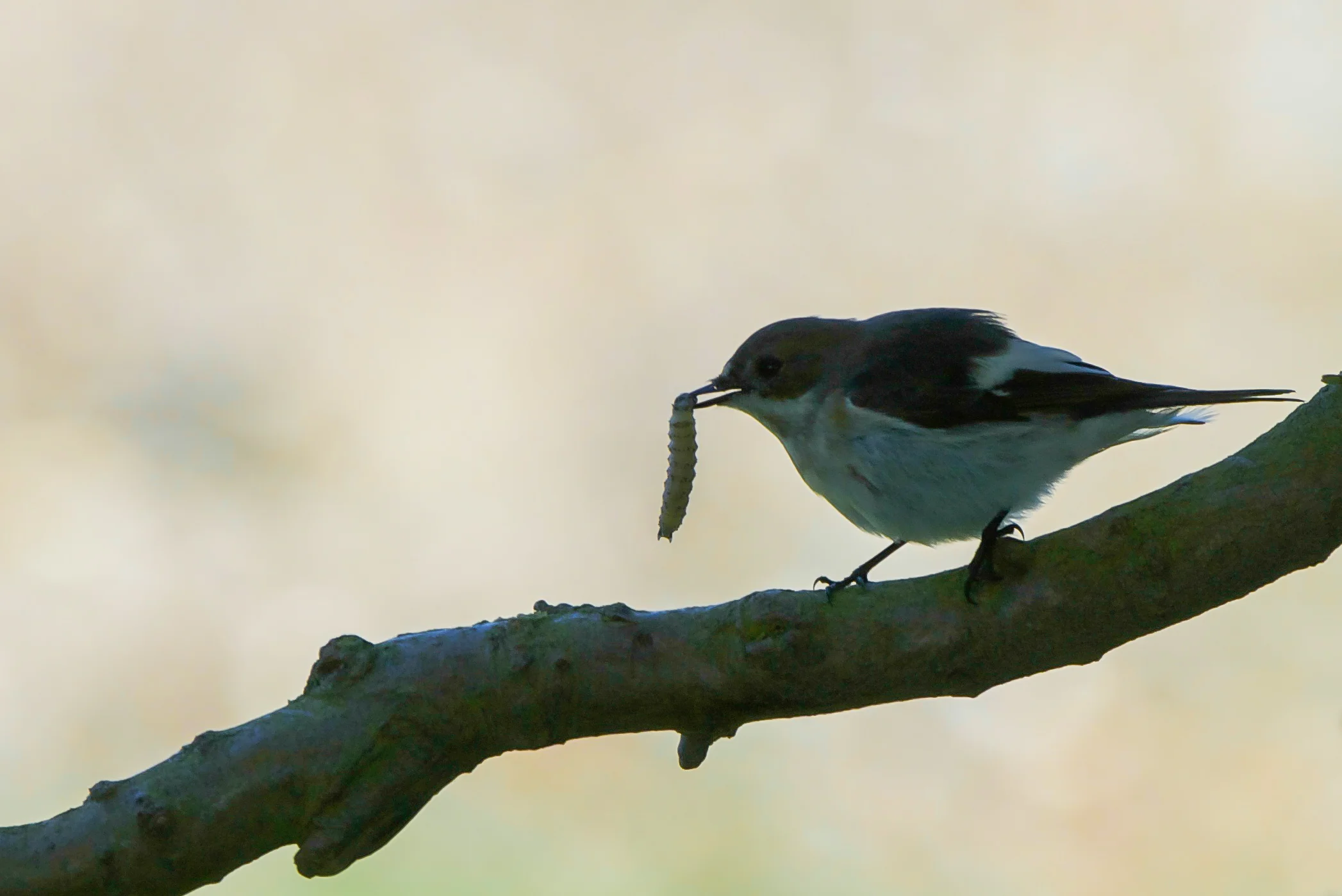 Pied Flycatcher