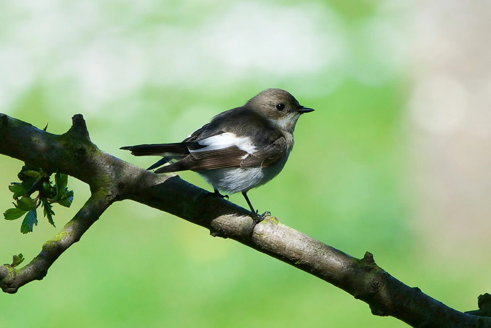 Pied Flycatcher