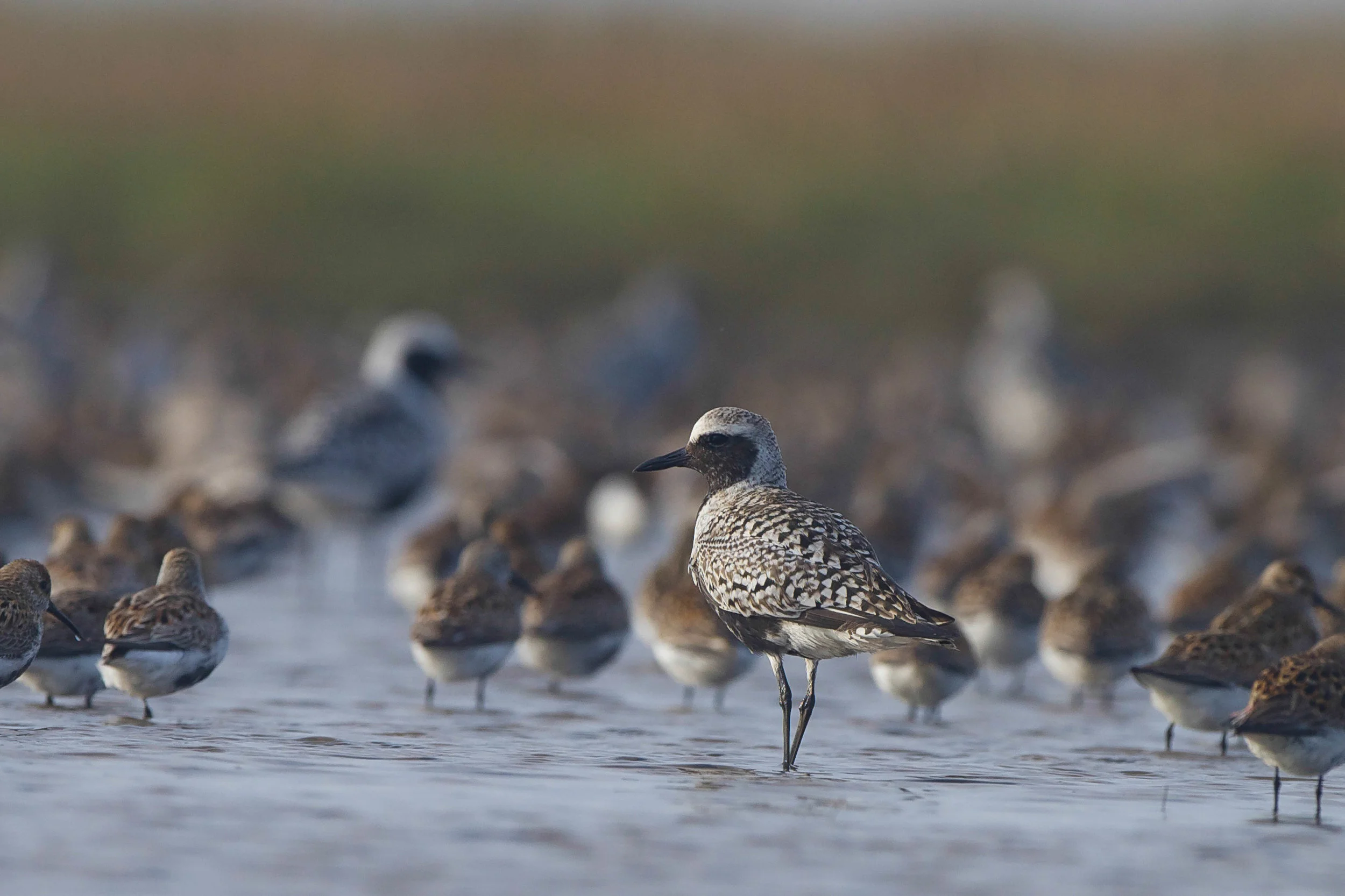 Grey Plover