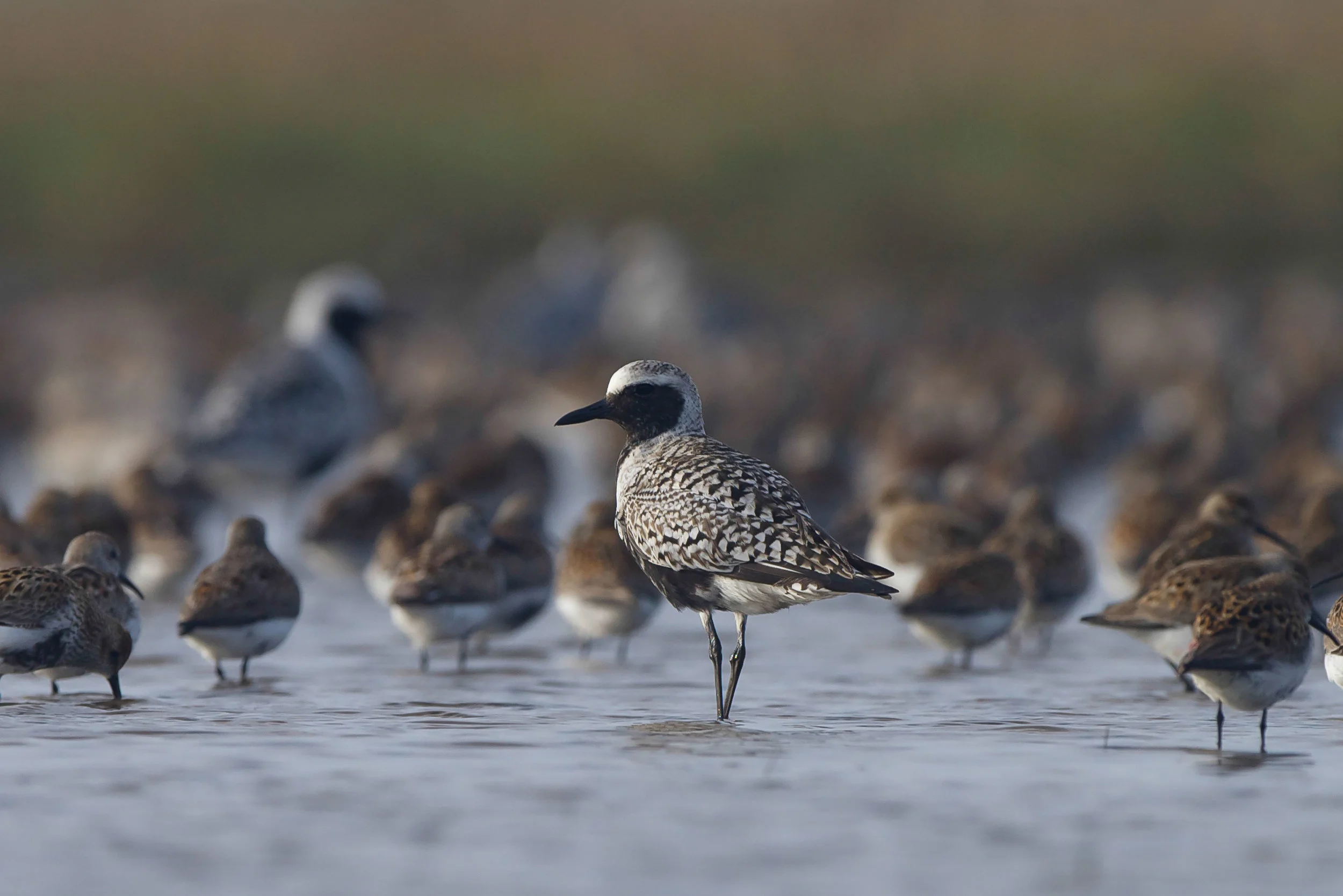 Grey Plover