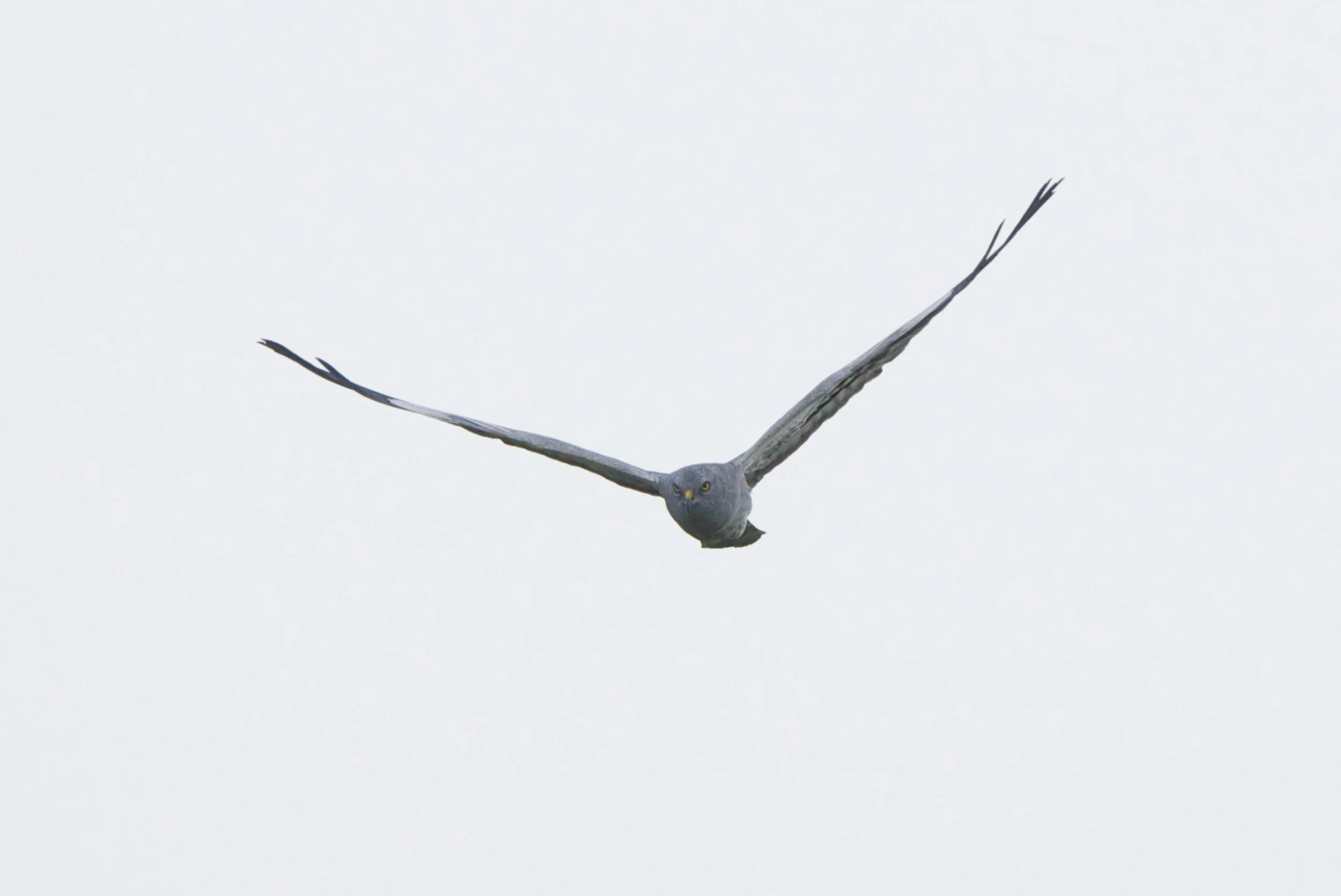 Montagu's Harrier