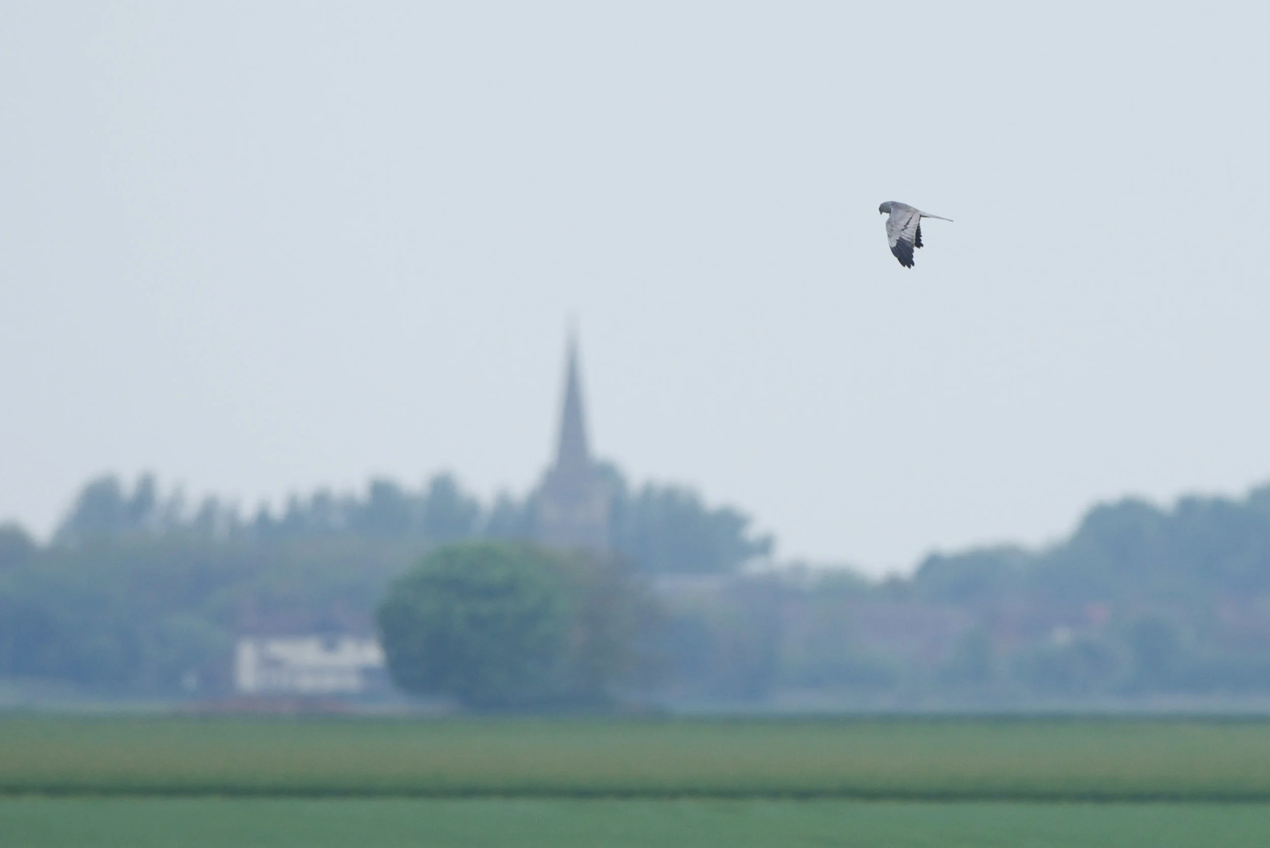 Montagu's Harrier