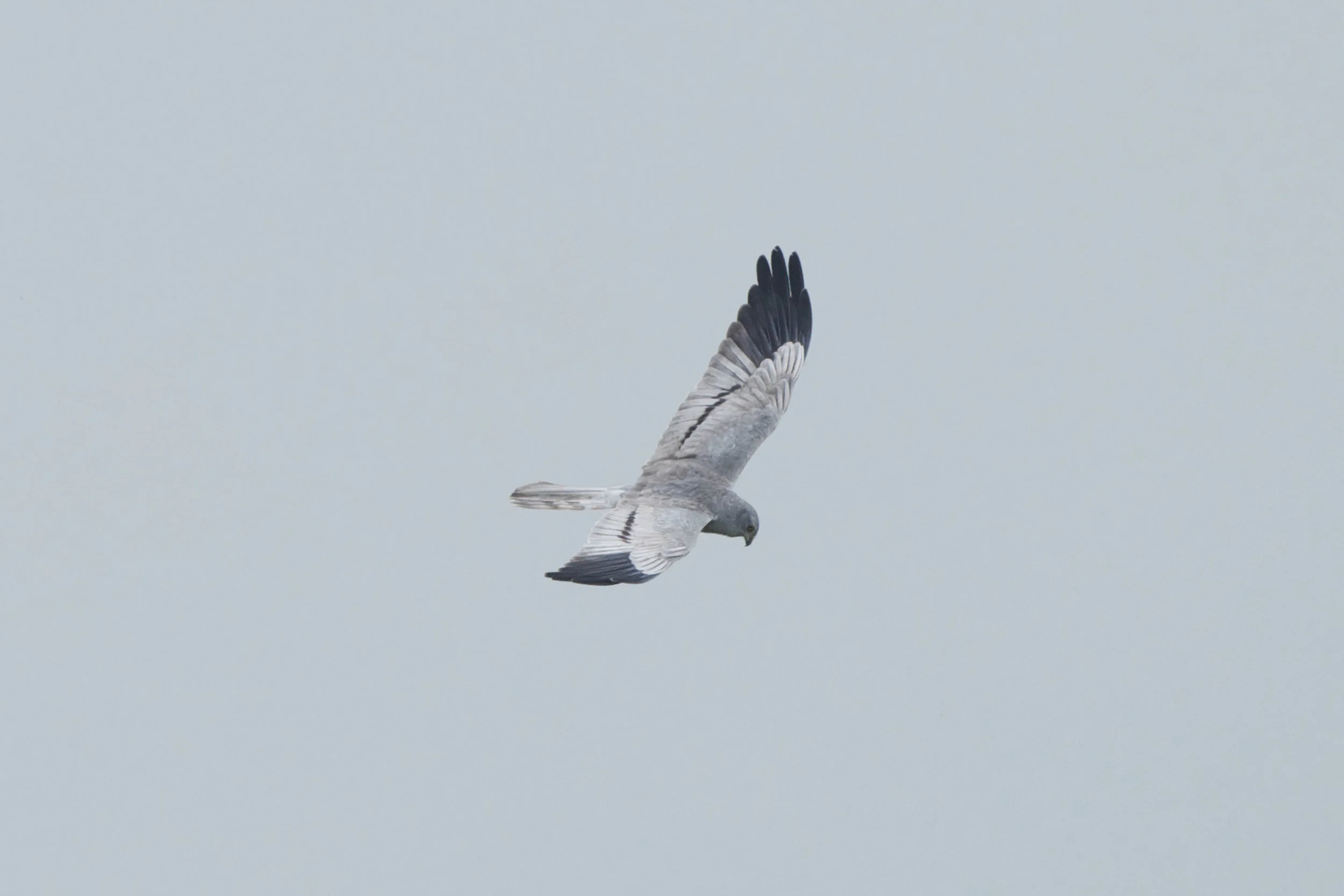Montagu's Harrier