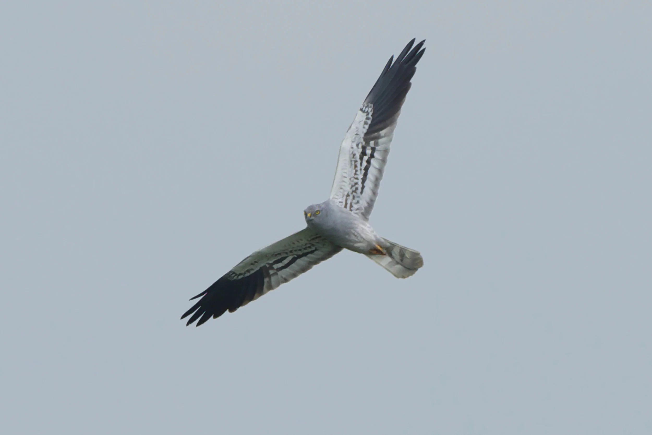 Montagu's Harrier