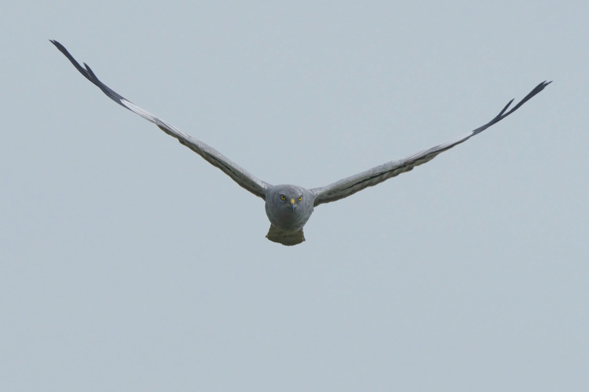 Montagu's Harrier