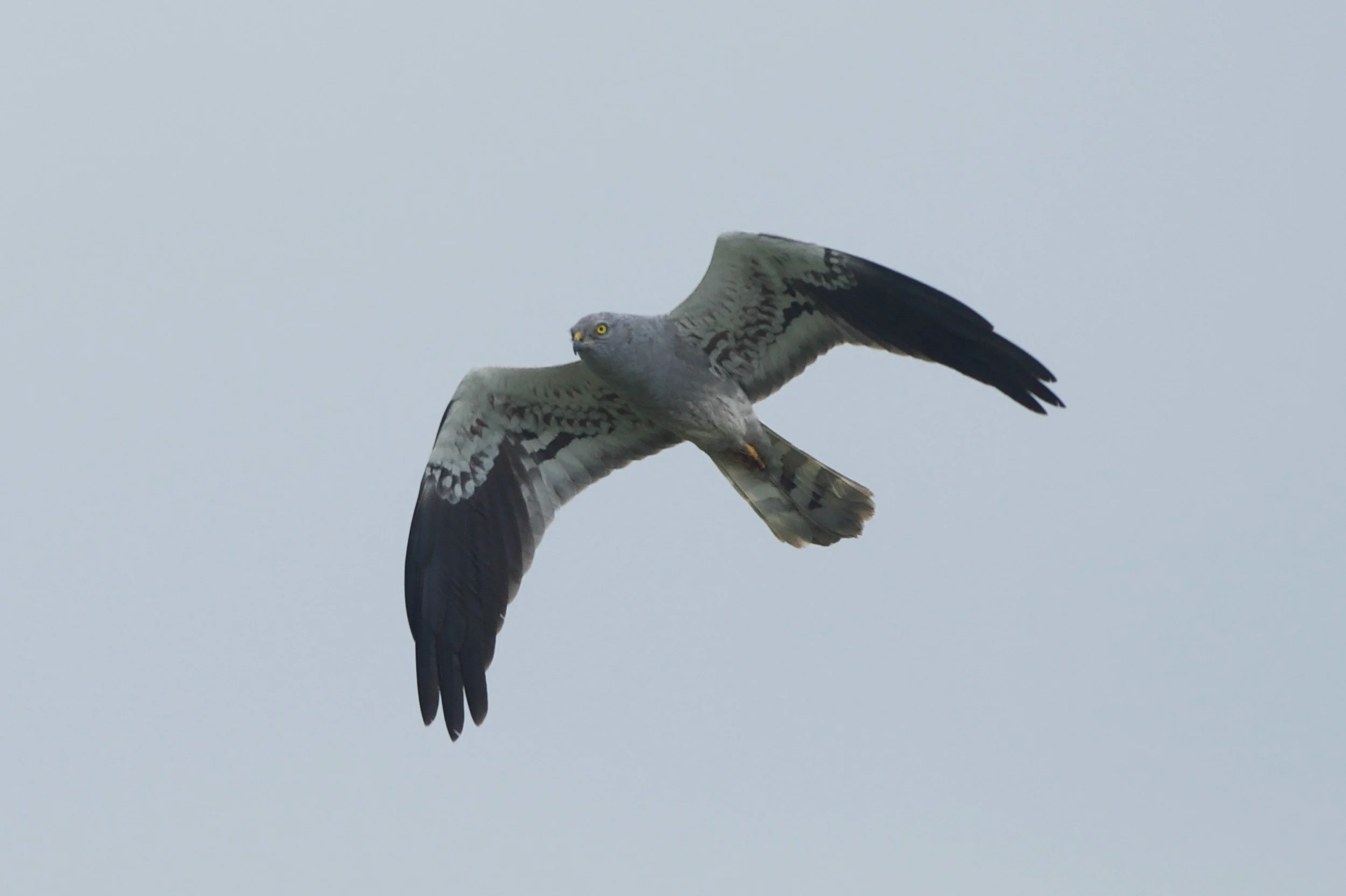 Montagu's Harrier